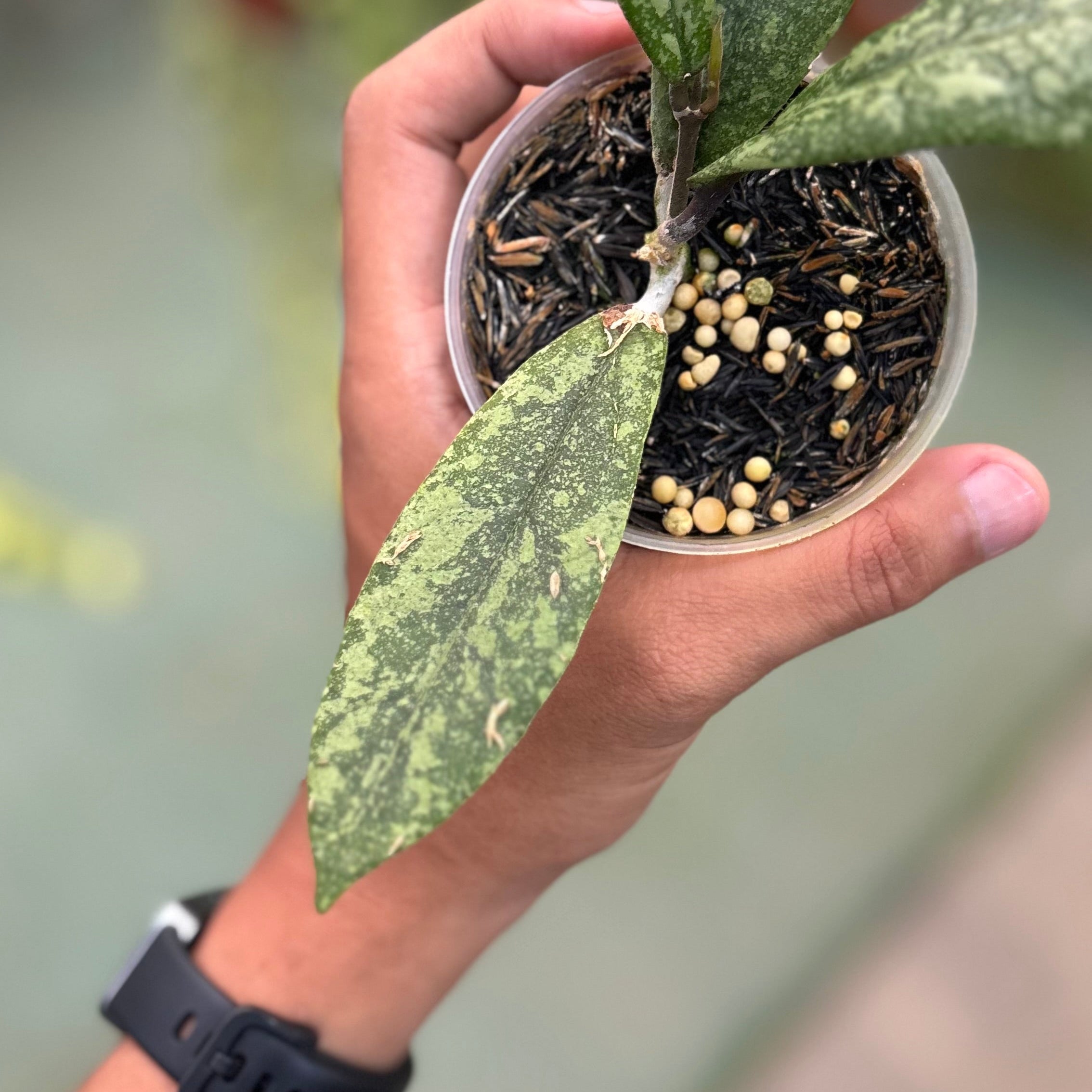 Hoya finlaysonii silver