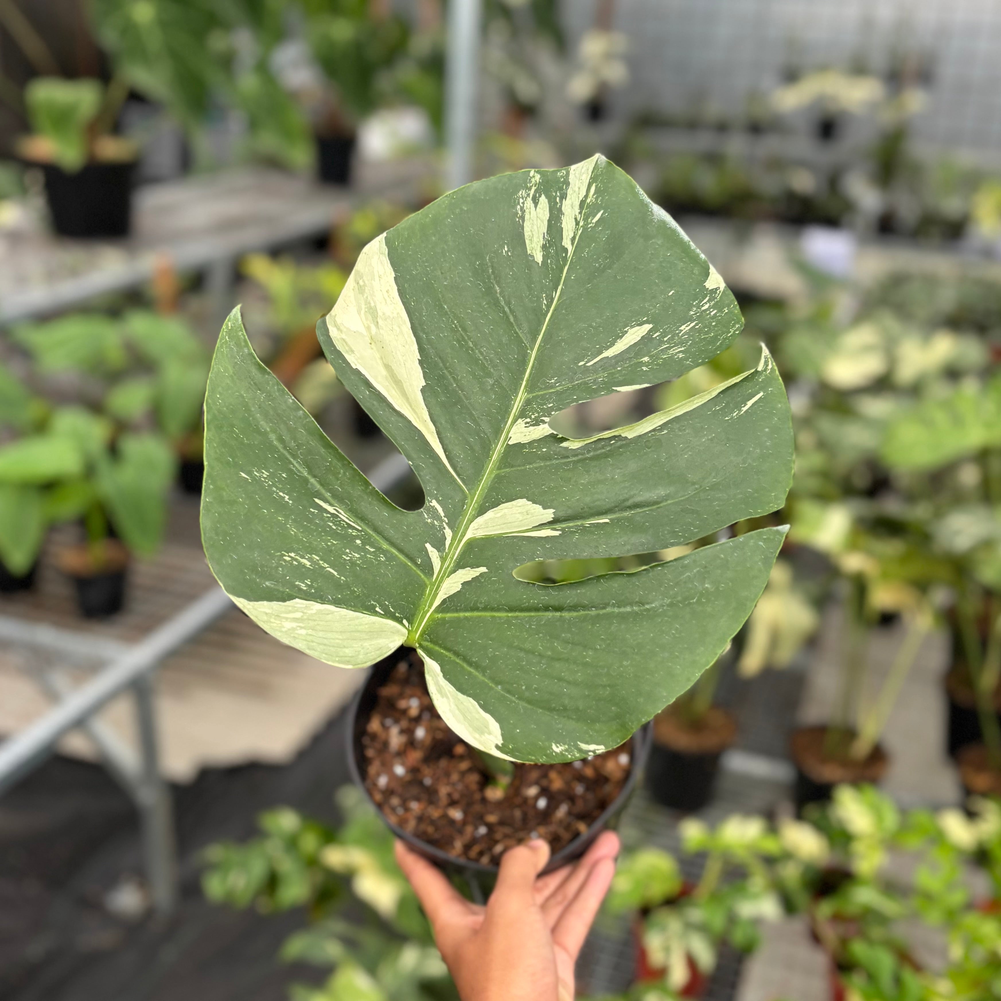 Monstera mint jungle - cuttings 1 leaf