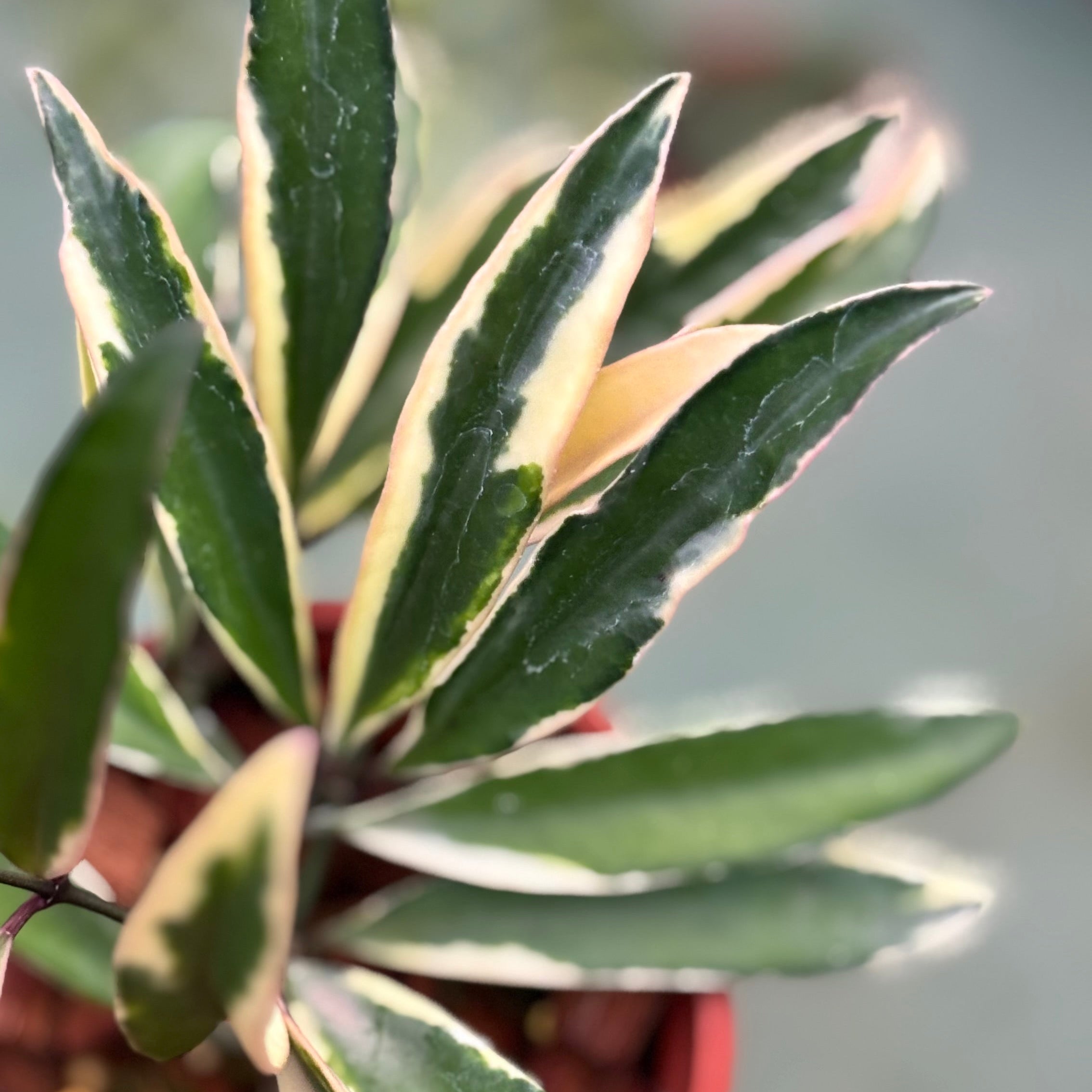 Hoya wayetii albomarginata