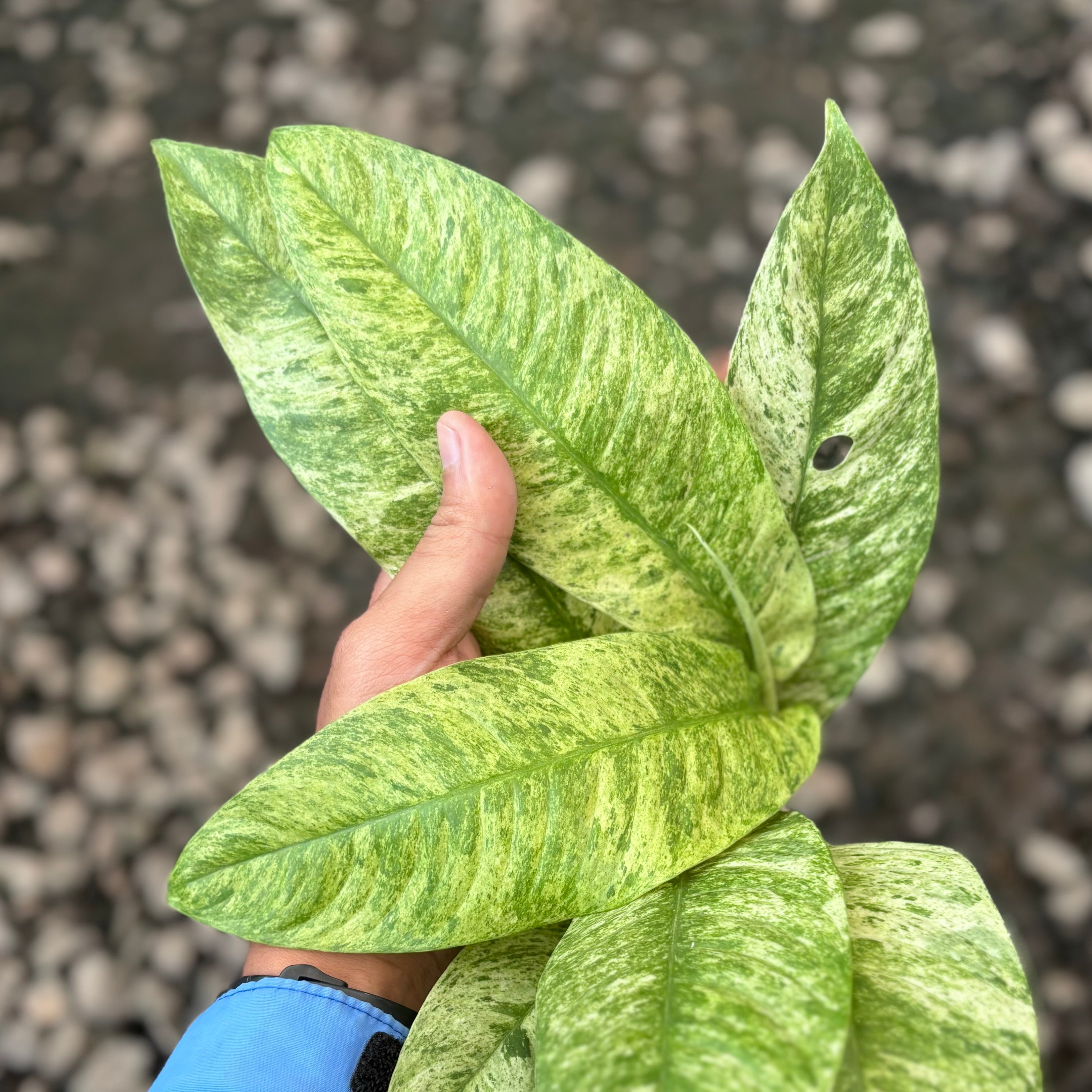 Rhaphidophora magasperma gorilan variegated