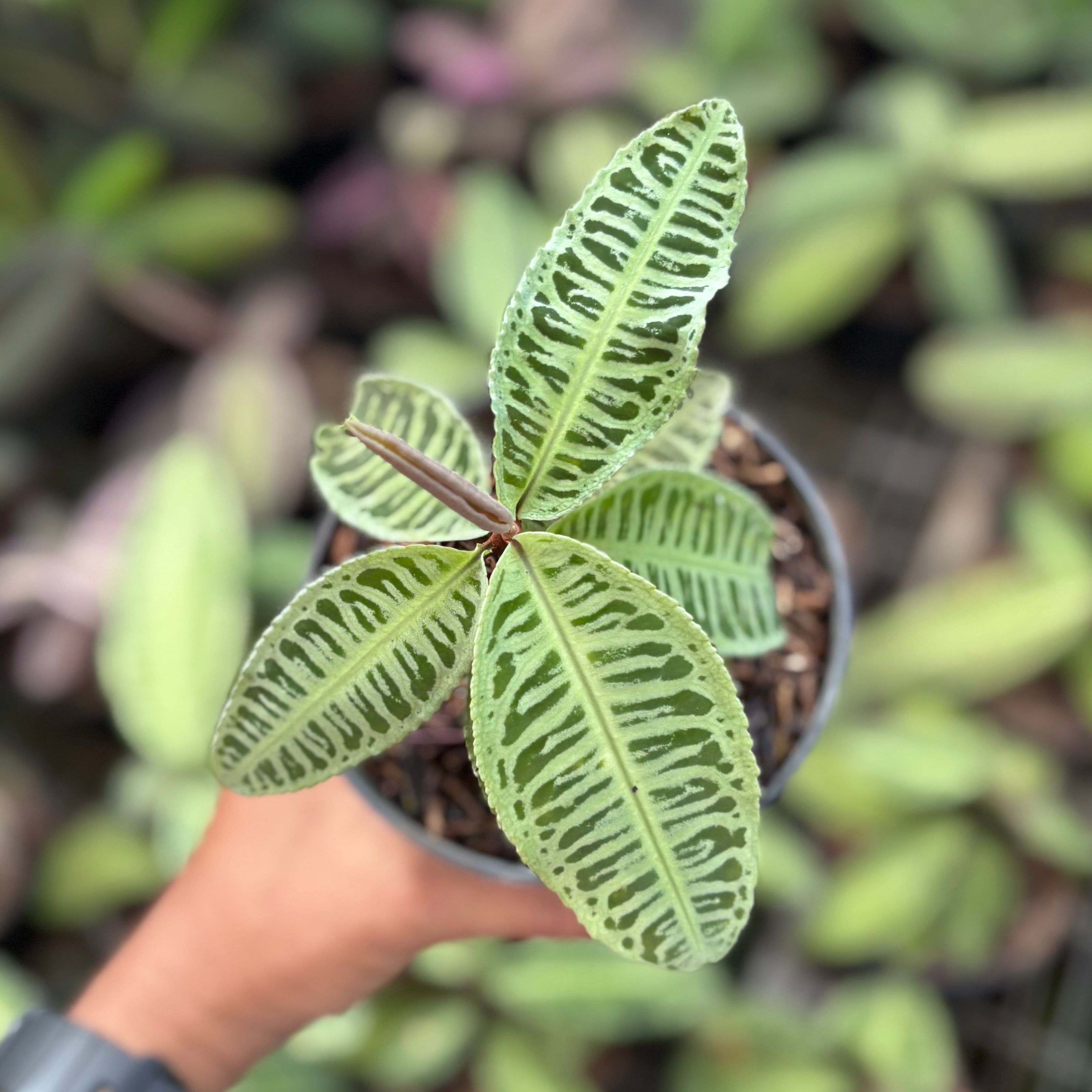 Labisia Sp Riau ‘fishbone’ - Rare pattern