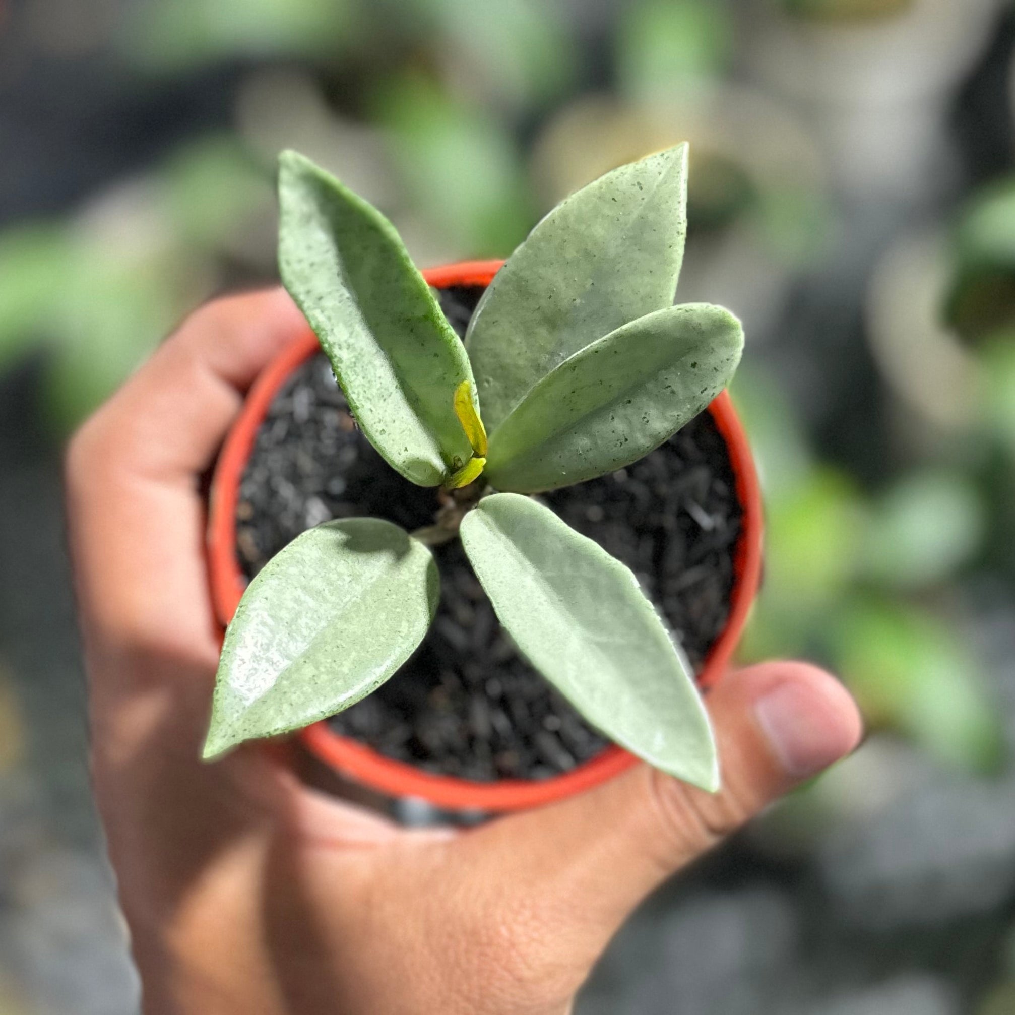 Hoya carnosa wilbur graves silver