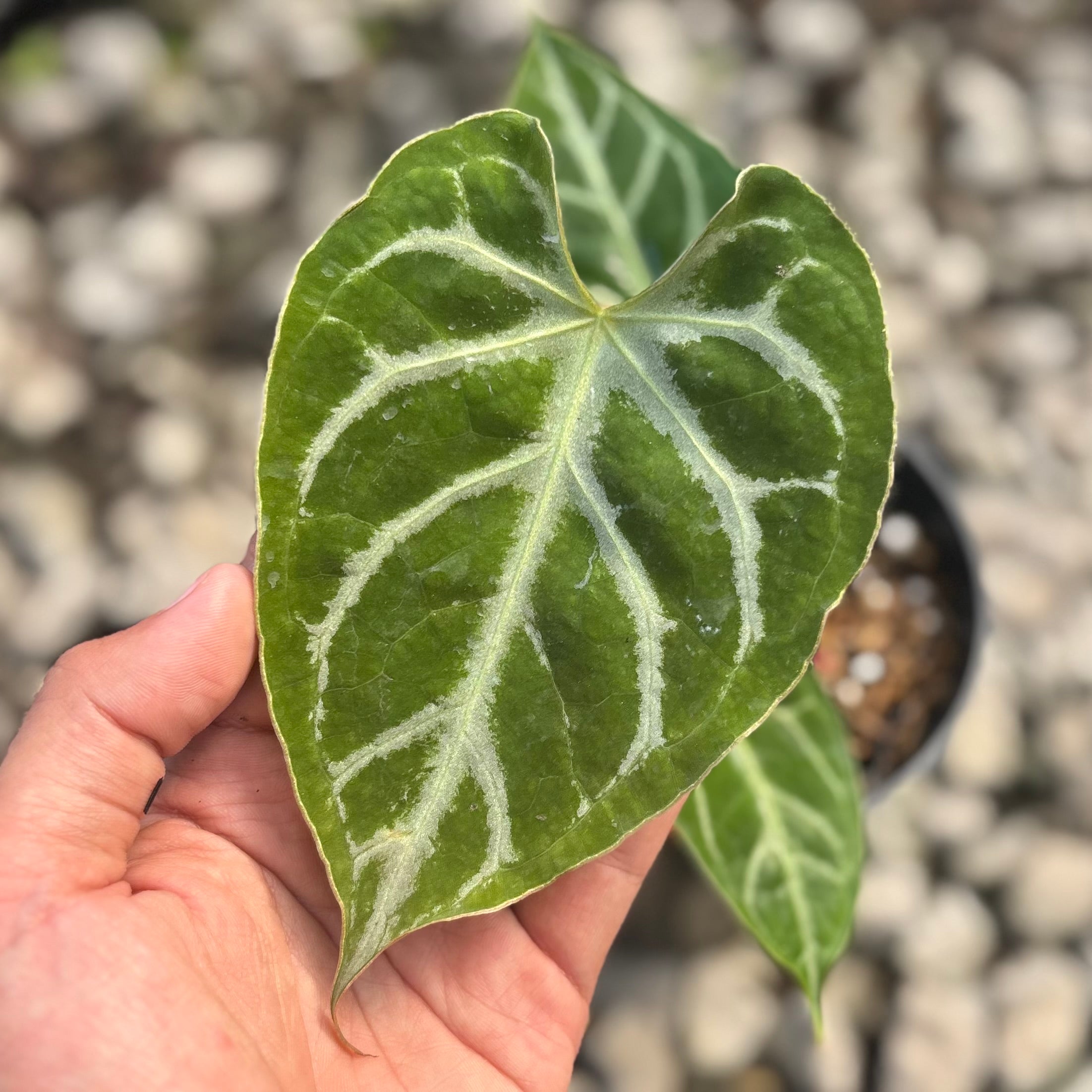 Anthurium silver blush x muchlis