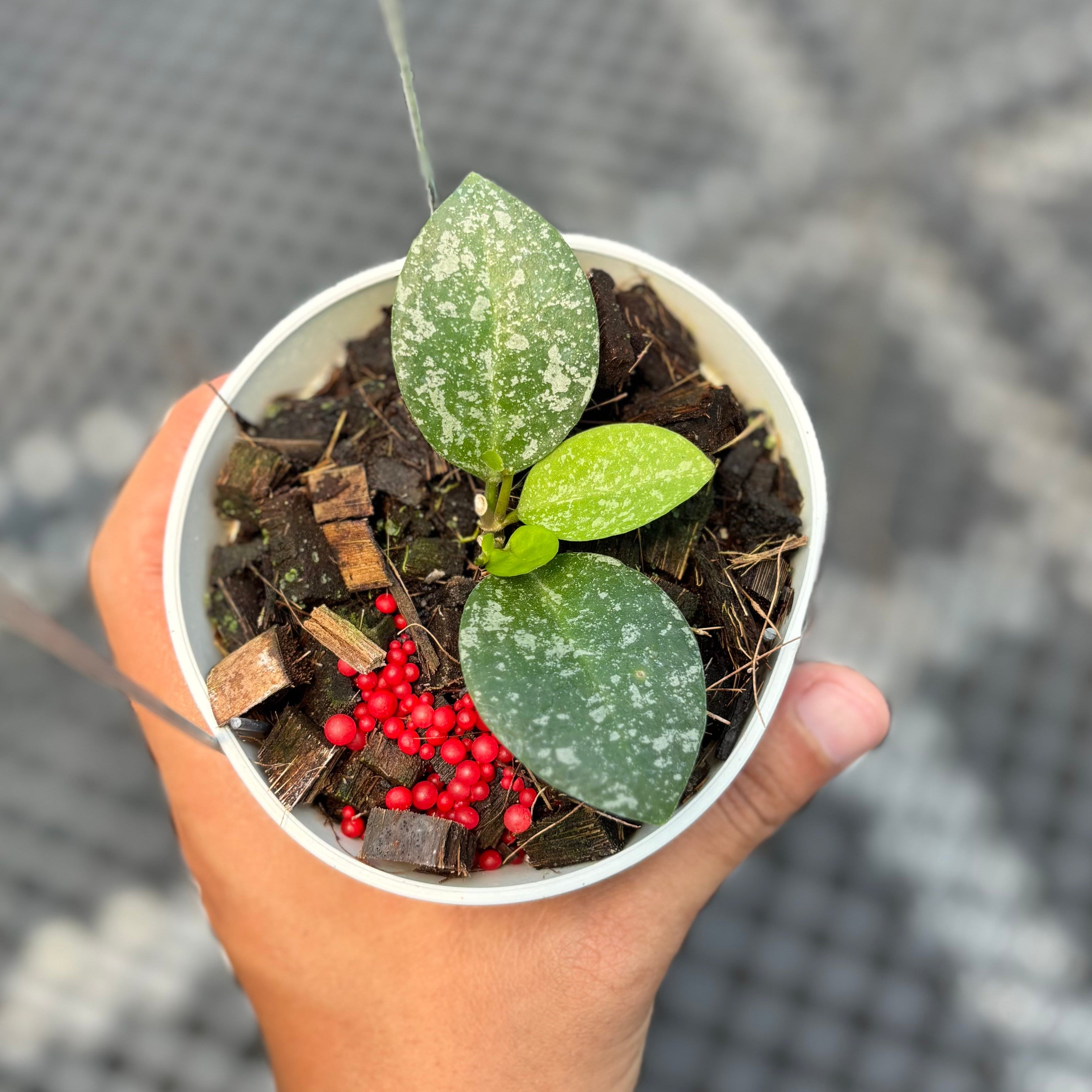Hoya elliptica x imbricata