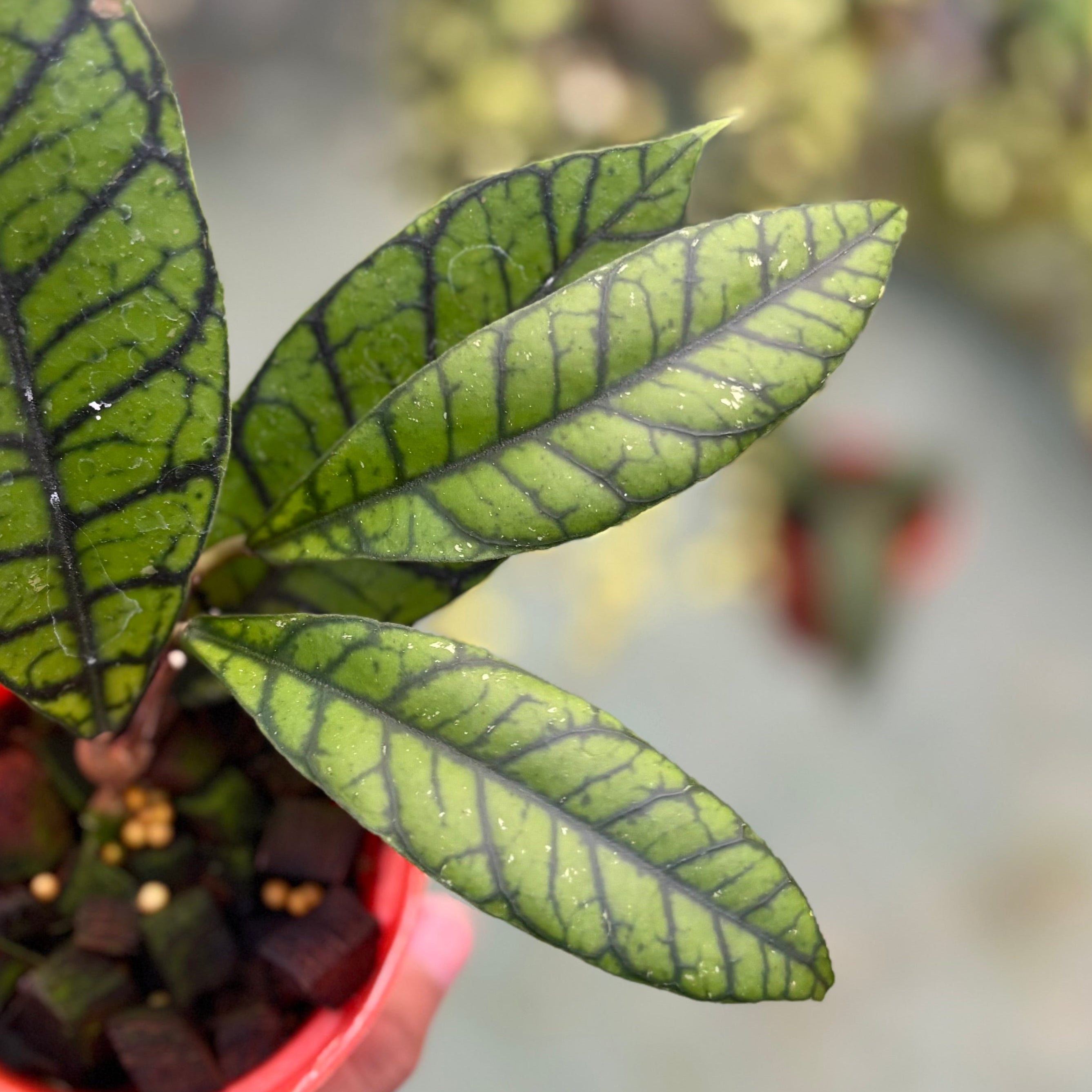 Hoya callistophylla zebra