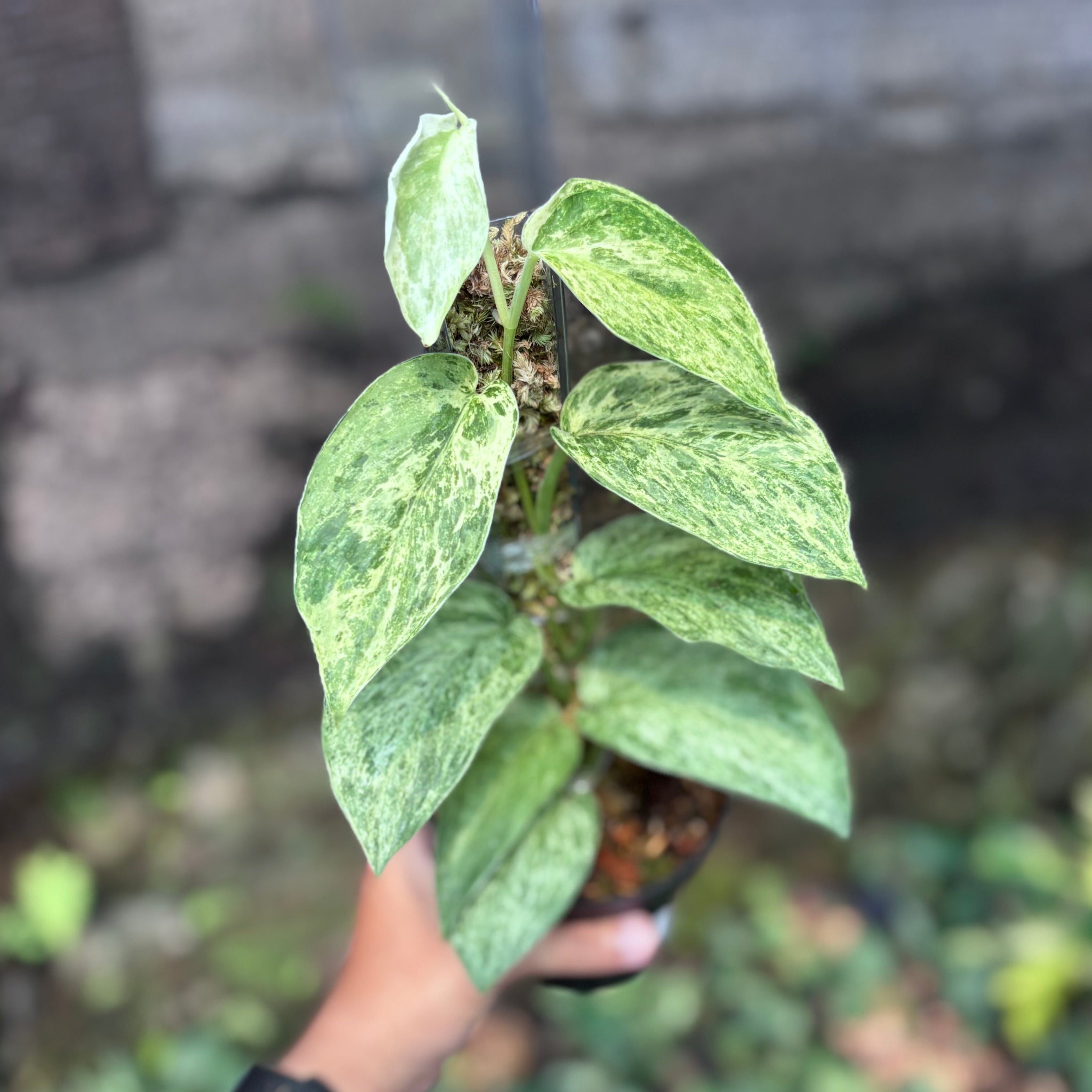 Scindapsus silver satin variegated v2 - vining