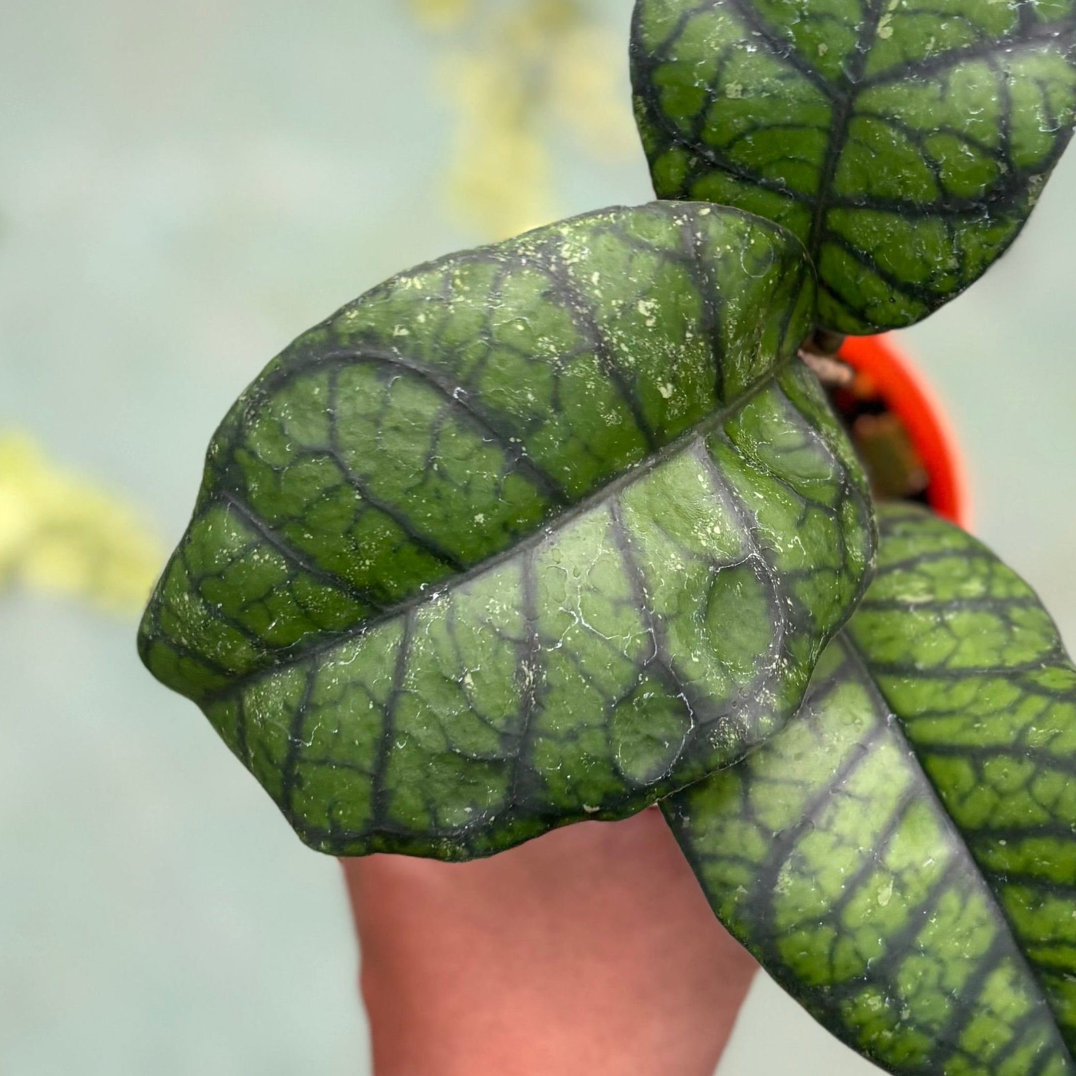 Hoya callistophylla ‘obsidian’