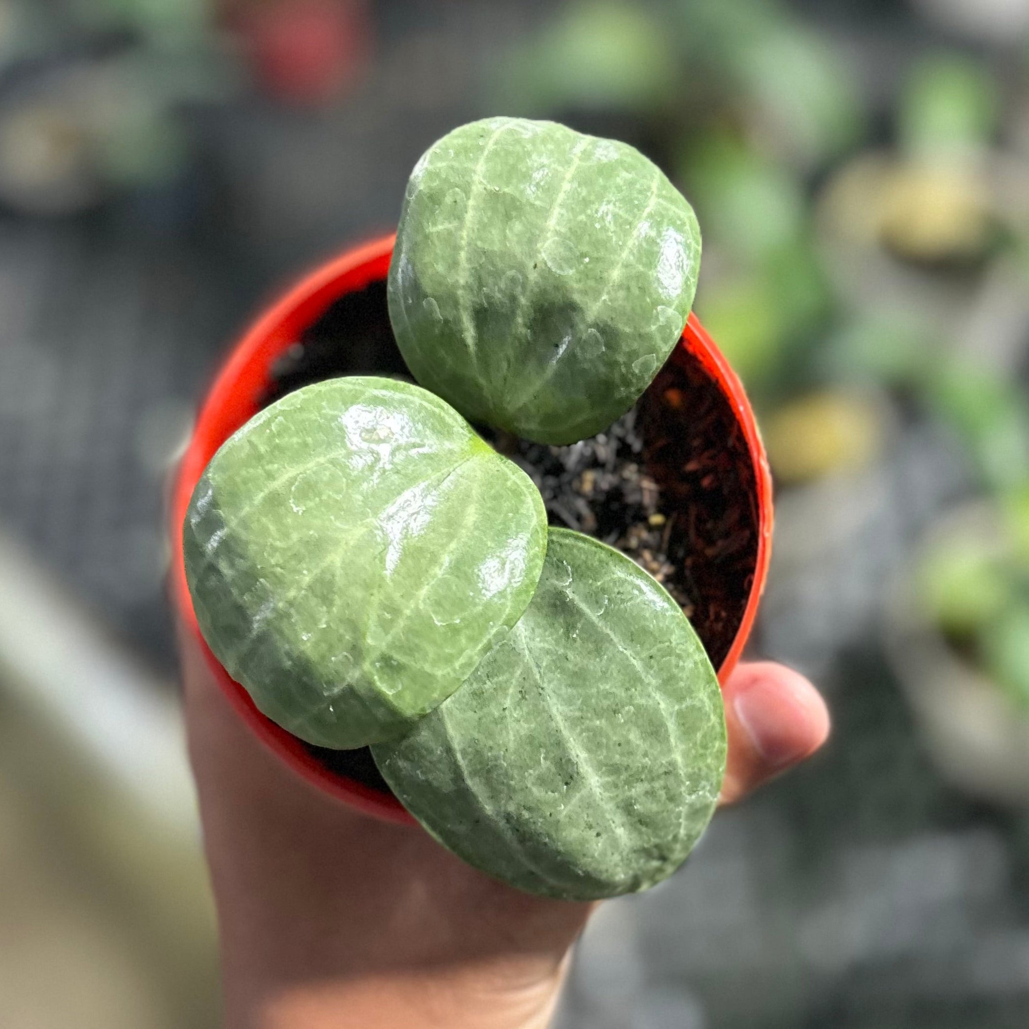 Hoya latifolia sarawak silver