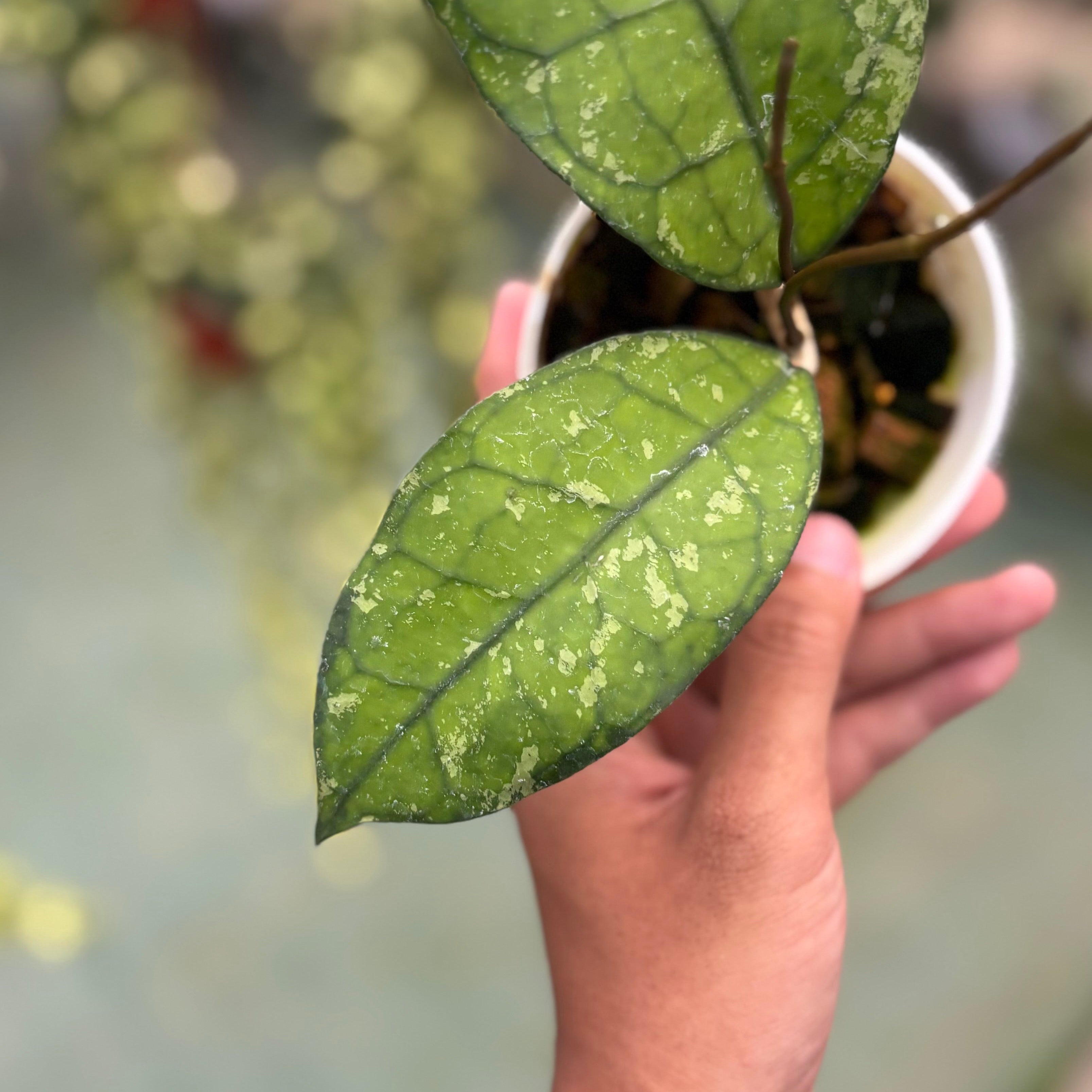 Hoya clemensiorum ‘borneo splash’