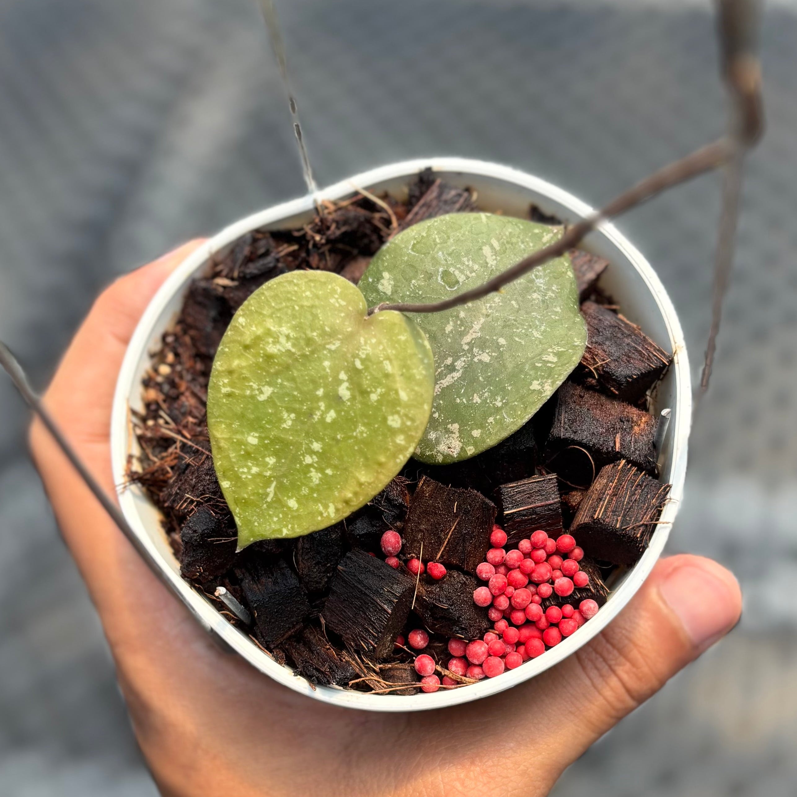 Hoya verticilata x imbricata