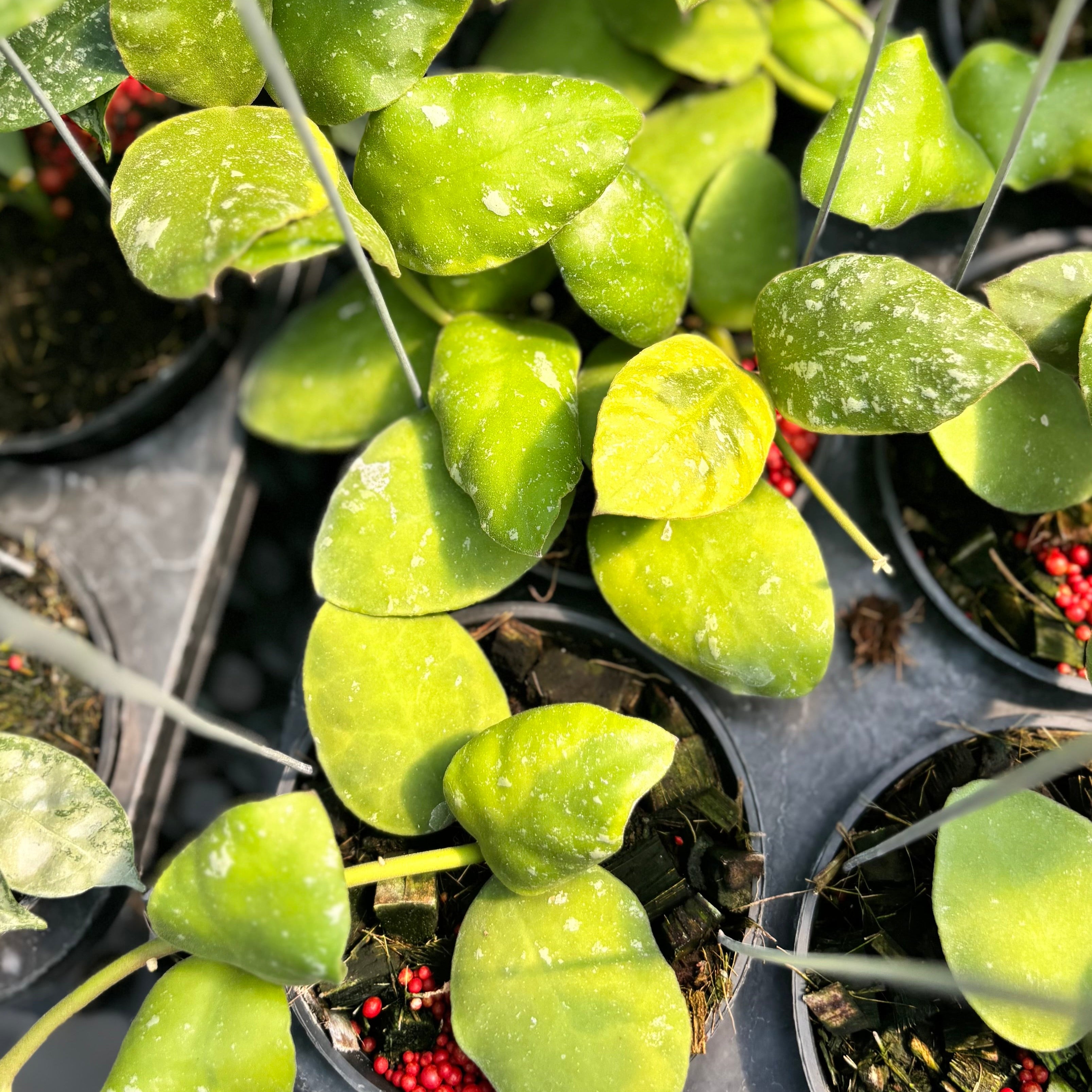 Hoya waymaniae albomarginata