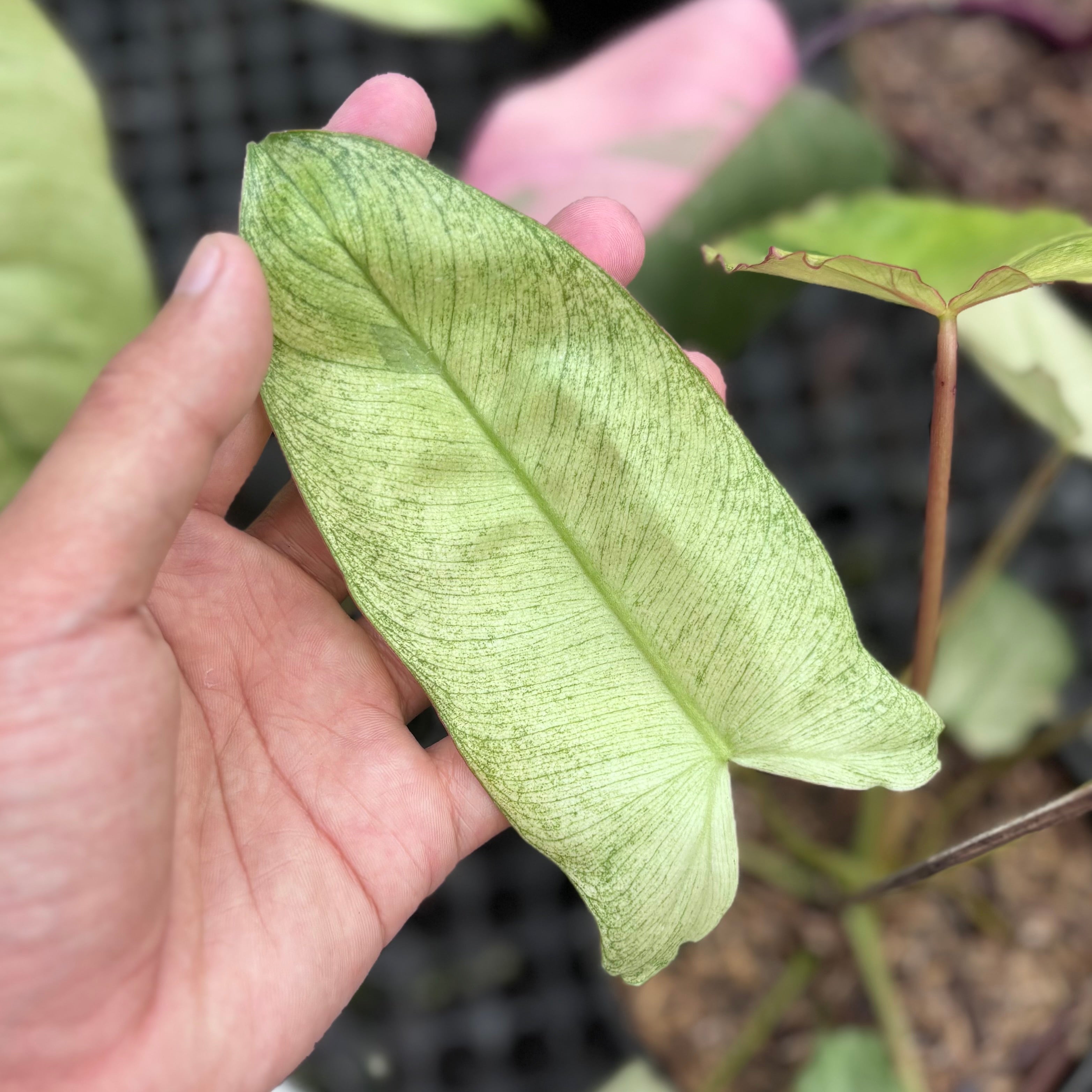 Philodendron paraiso verde mint variegated
