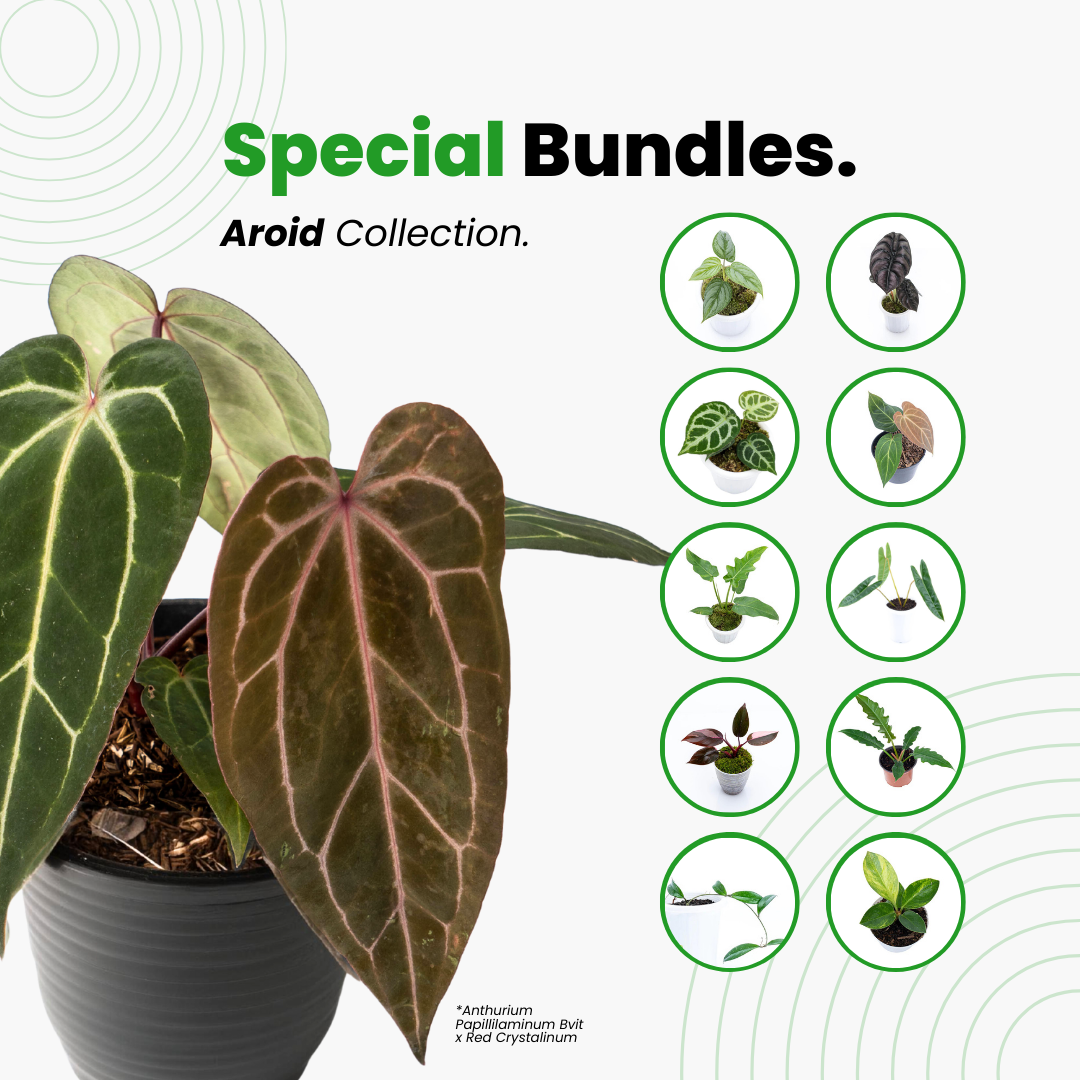 anthurium bundle Aroid Special Bundle
