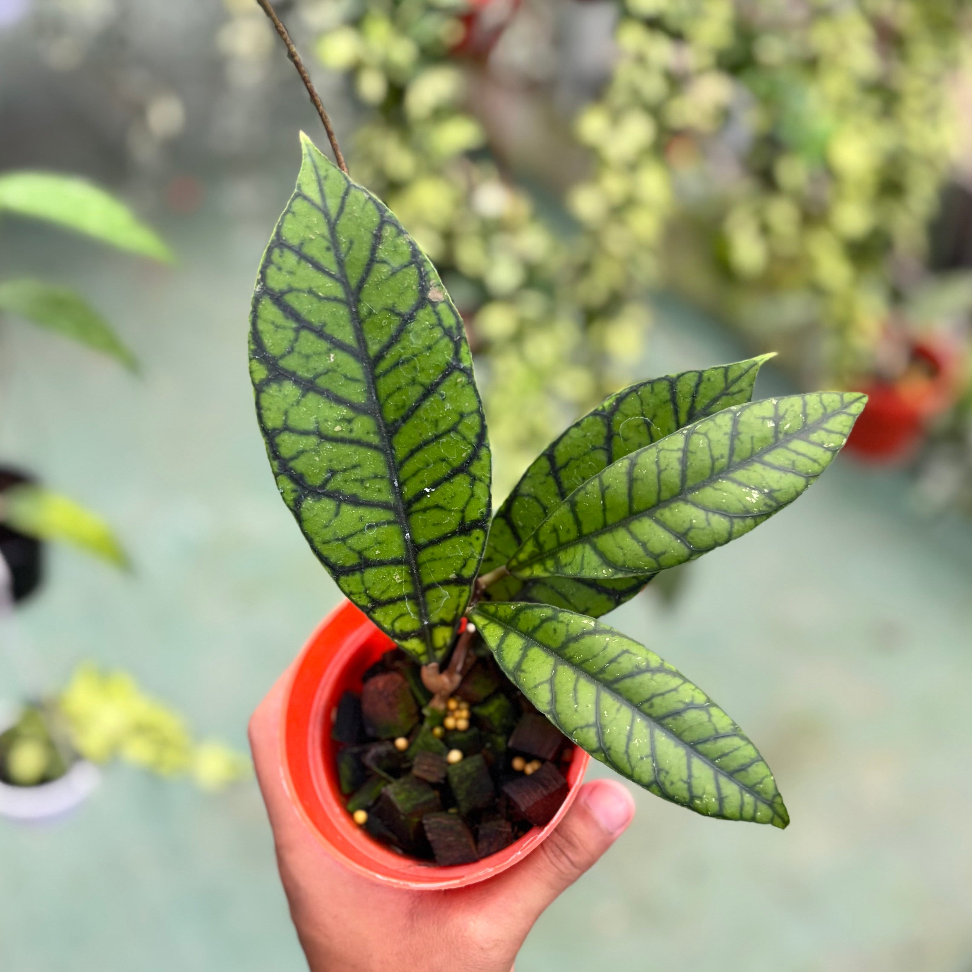 Hoya callistophylla zebra
