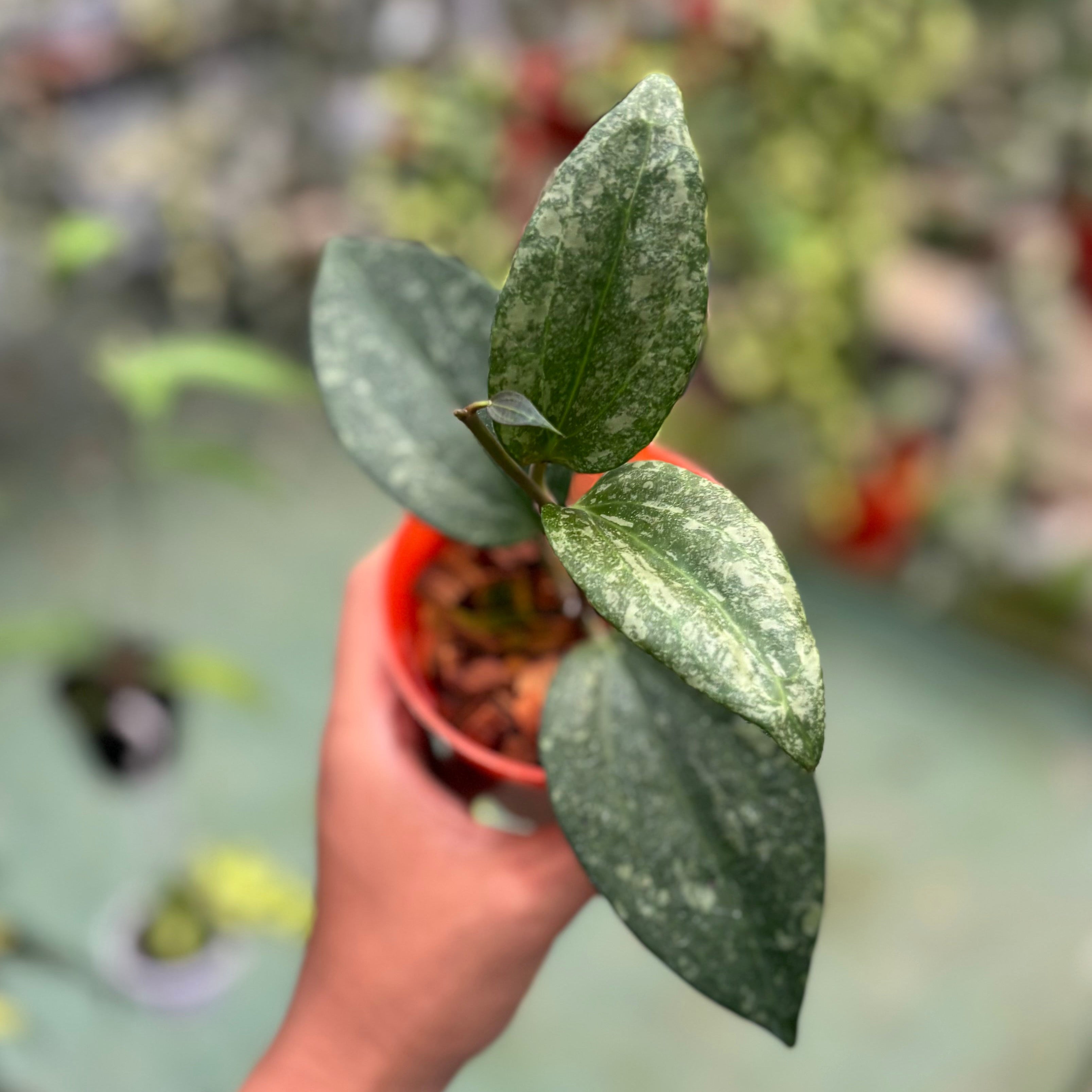 Hoya latifolia rimba perak