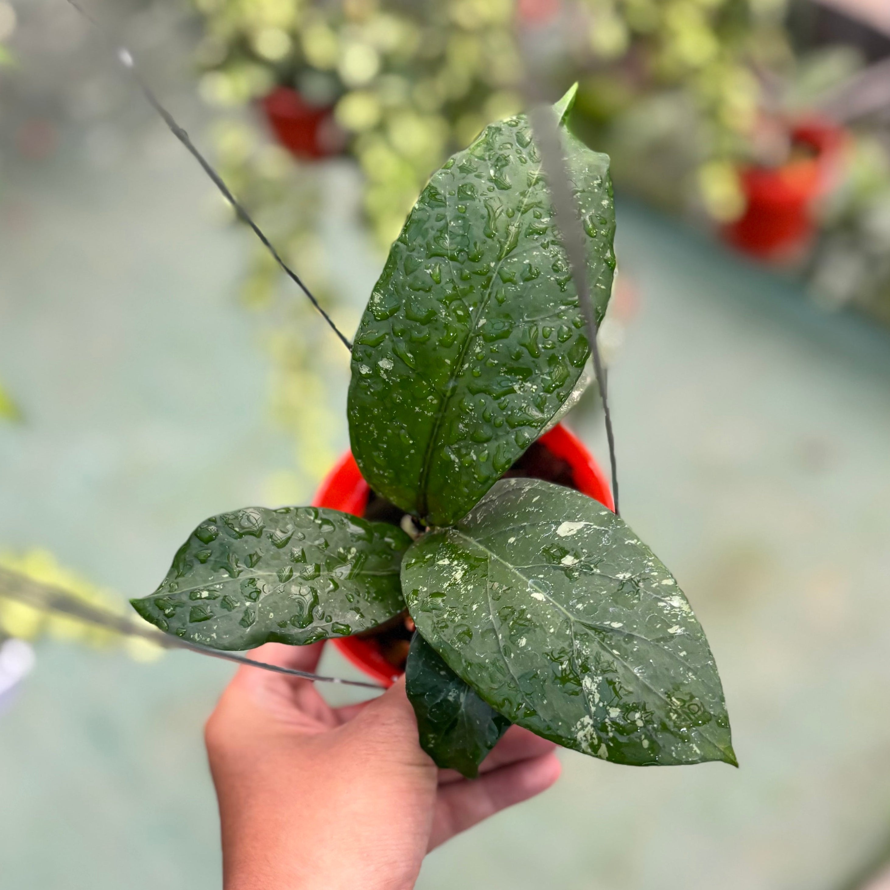 Hoya sp aceh armadillo