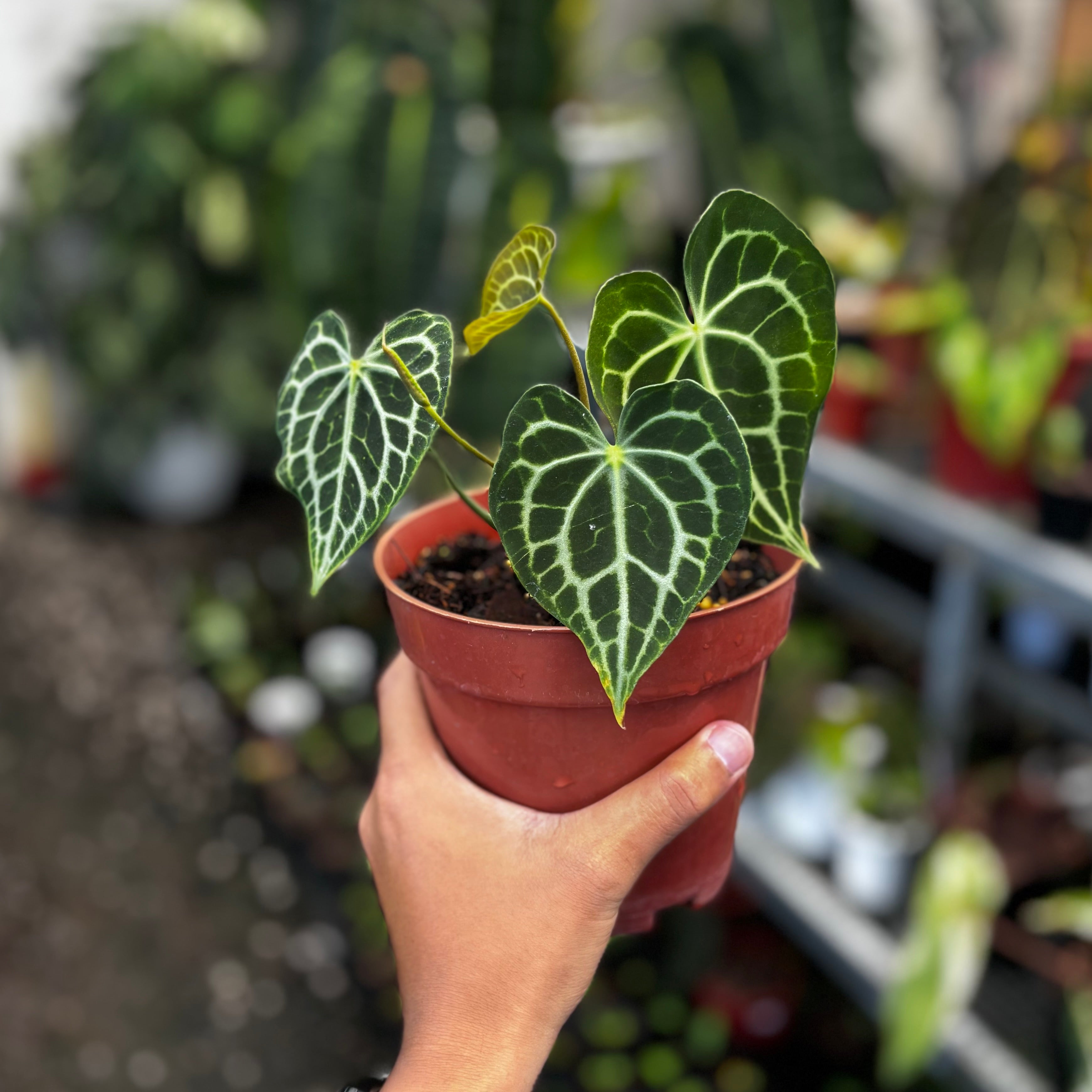 Anthurium king clarinervium x queen clarinervium