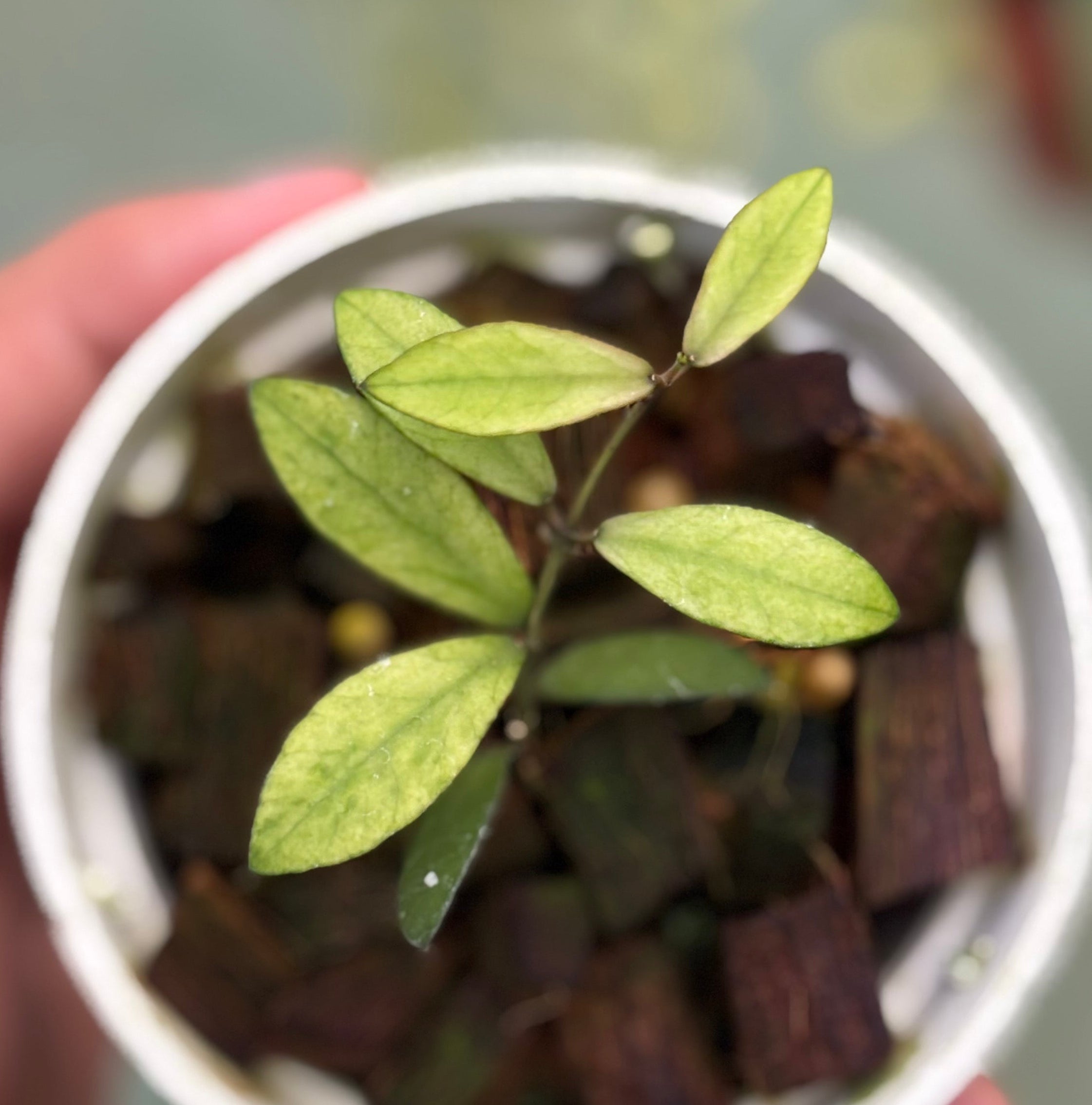 Hoya mini coin variegated