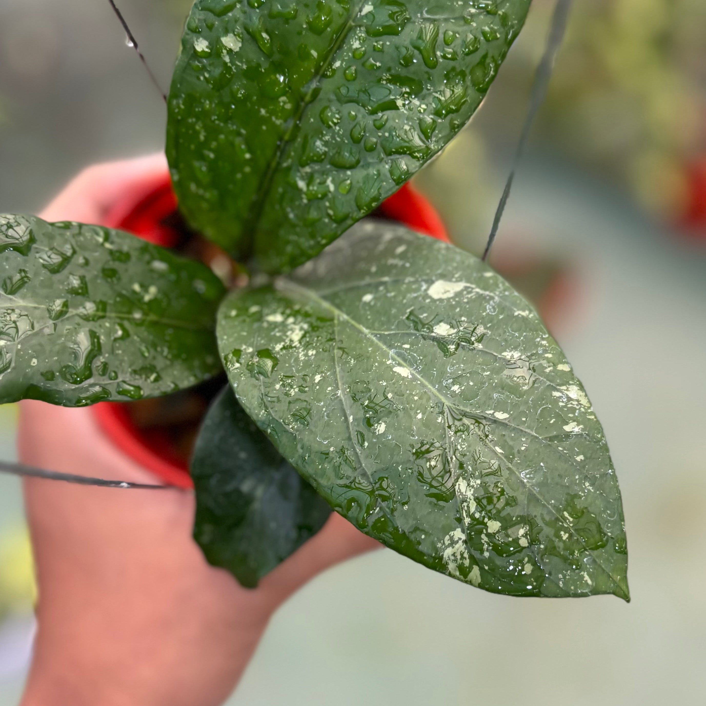 Hoya sp aceh armadillo
