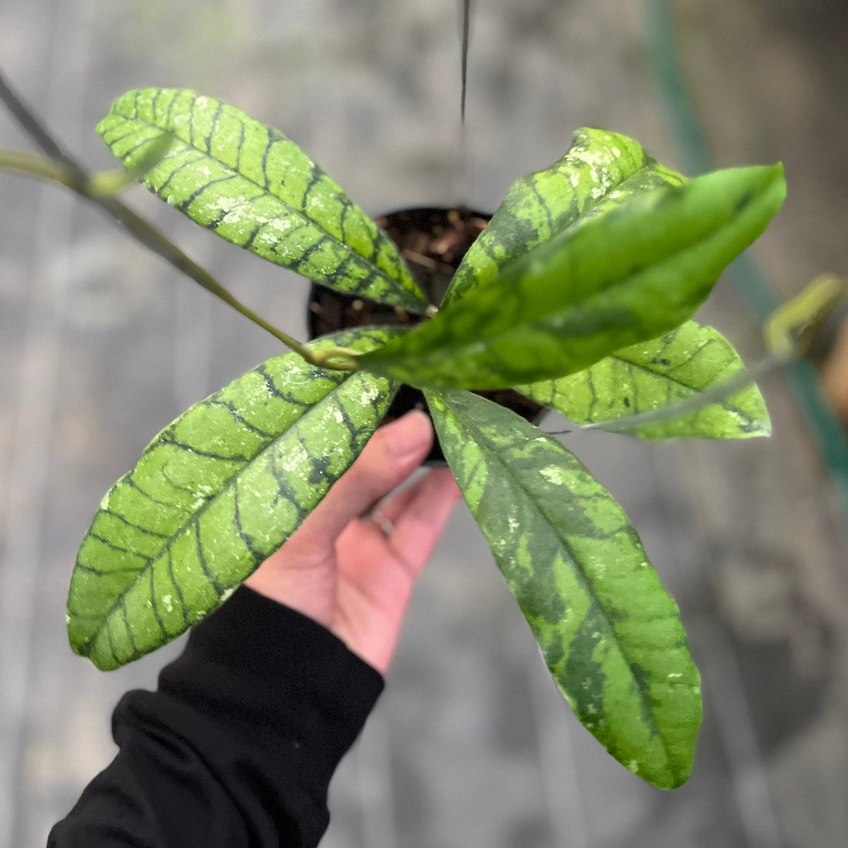 Hoya callistophylla 'Black Stone'