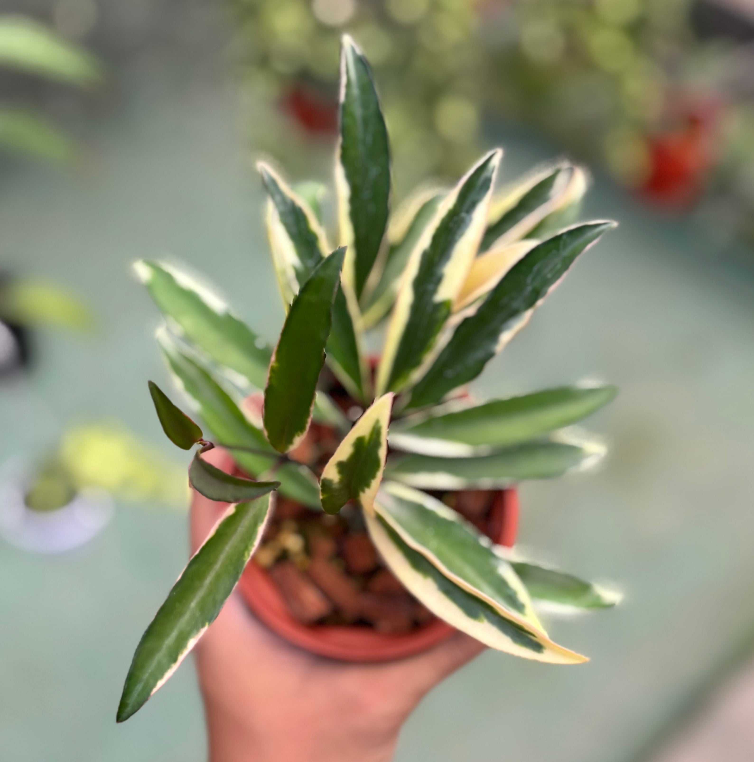 Hoya wayetii albomarginata