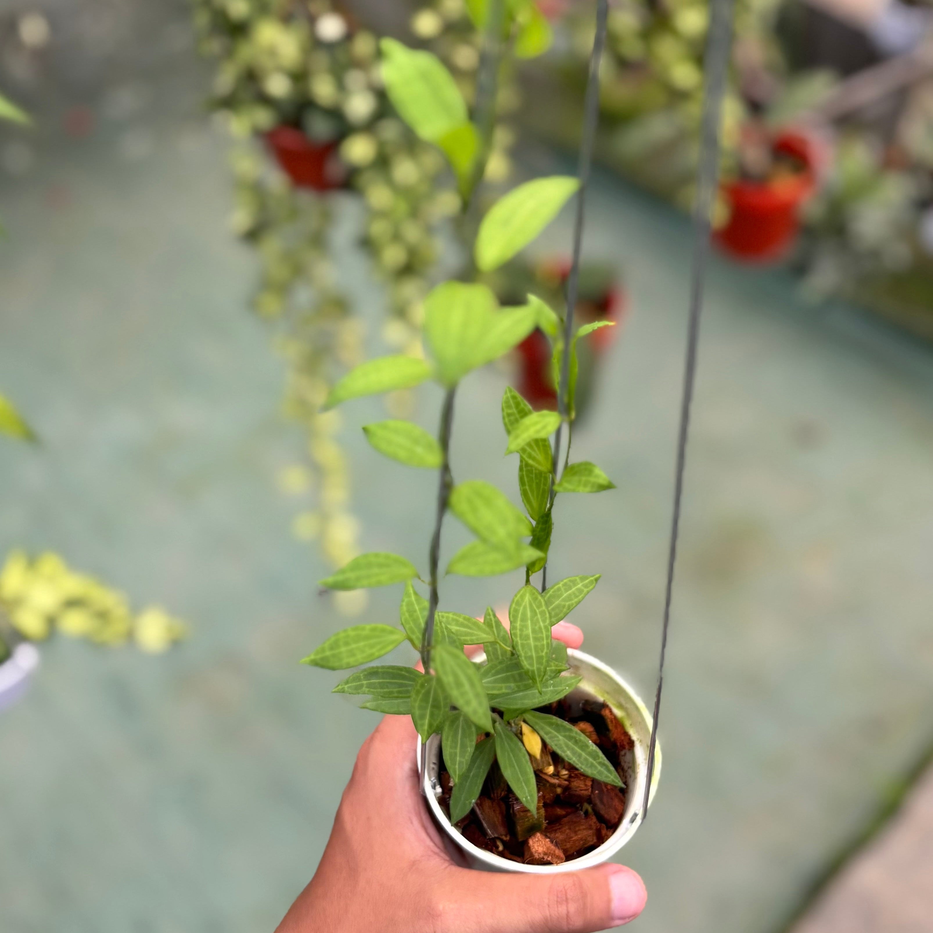 Hoya microdwarf