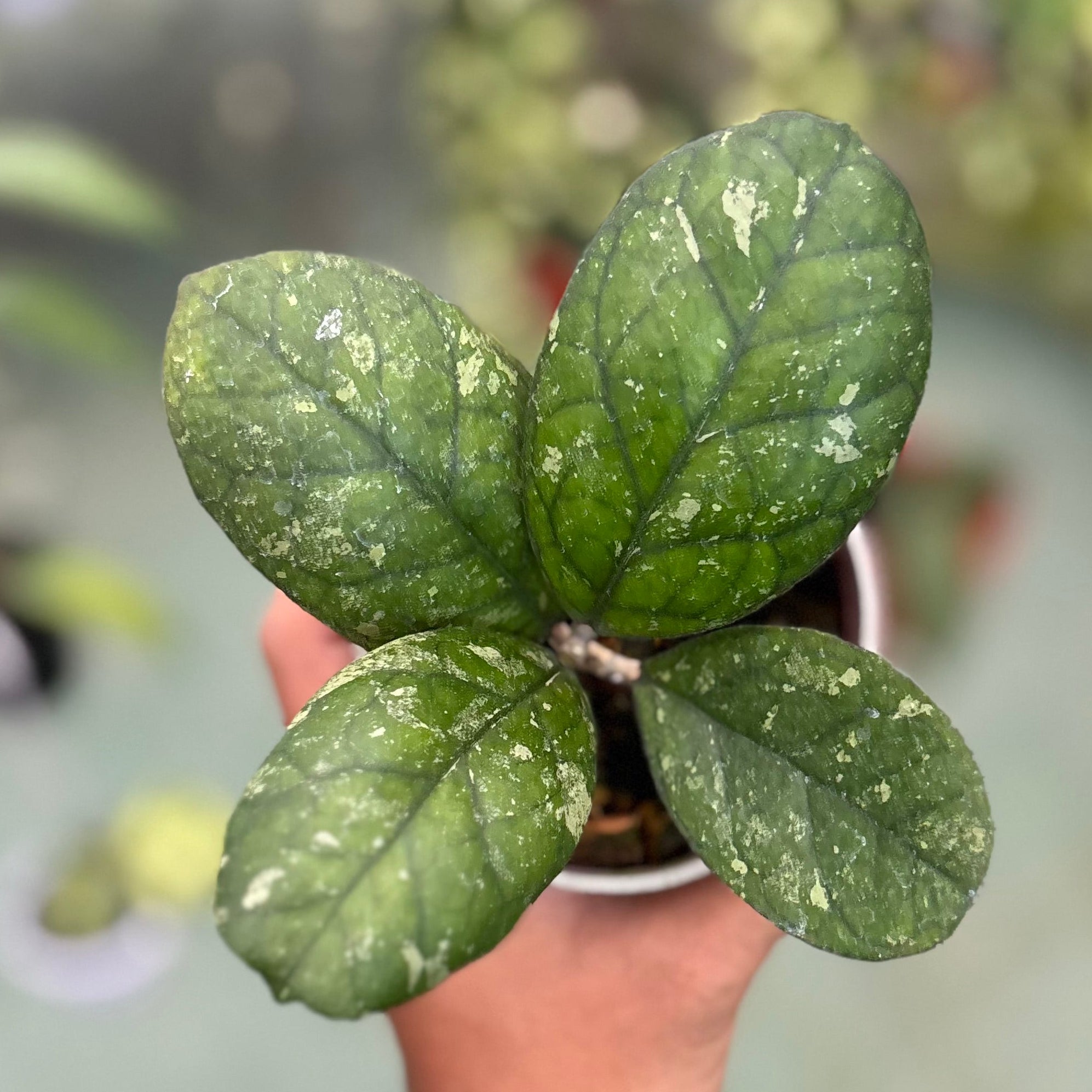 Hoya larisa