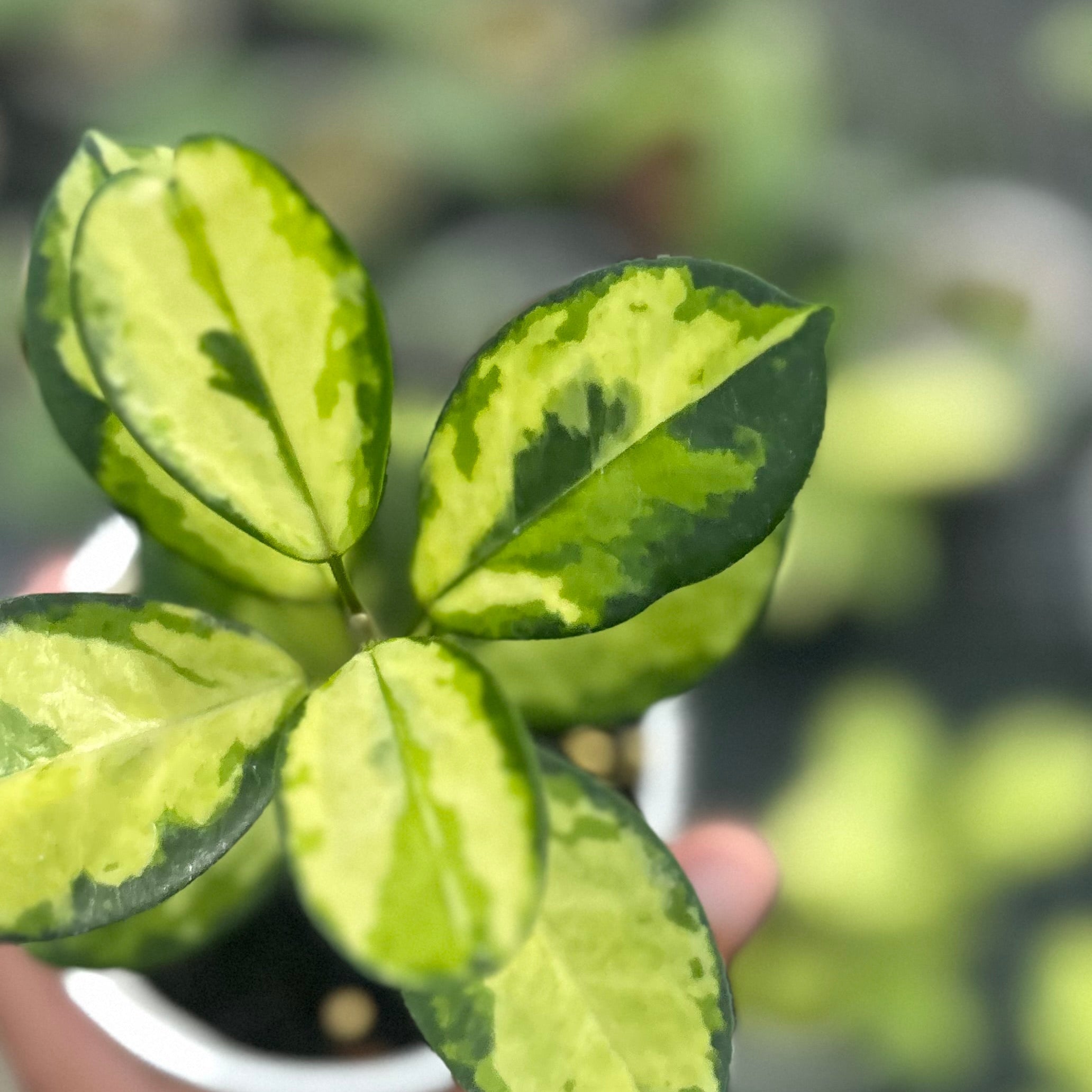 Hoya australis lisa
