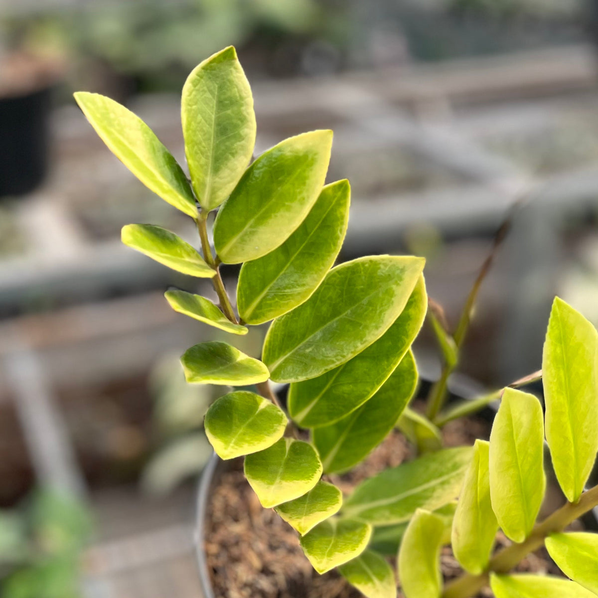 Zamioculcas zamiifolia snow frost variegated