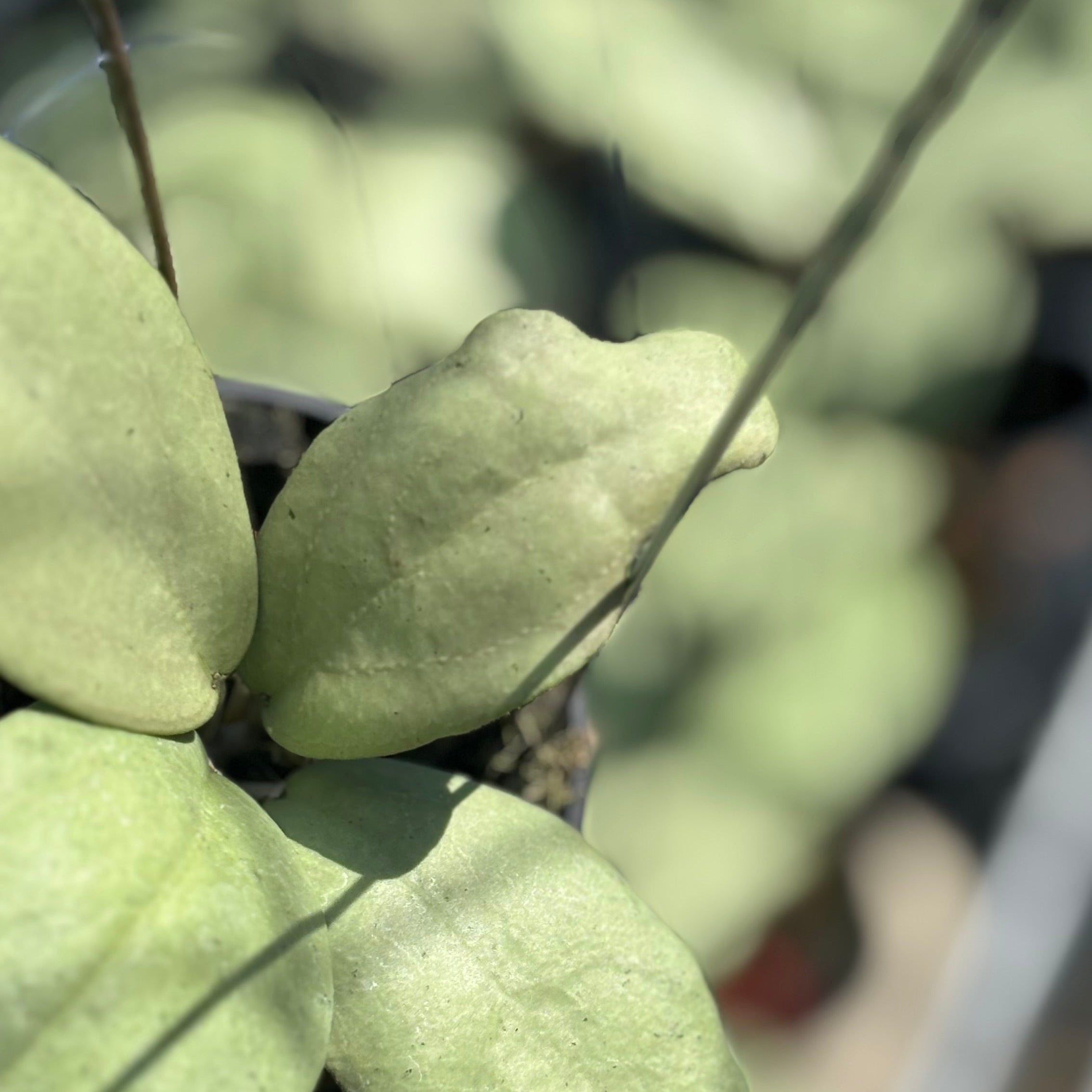 Hoya sp menak sopal