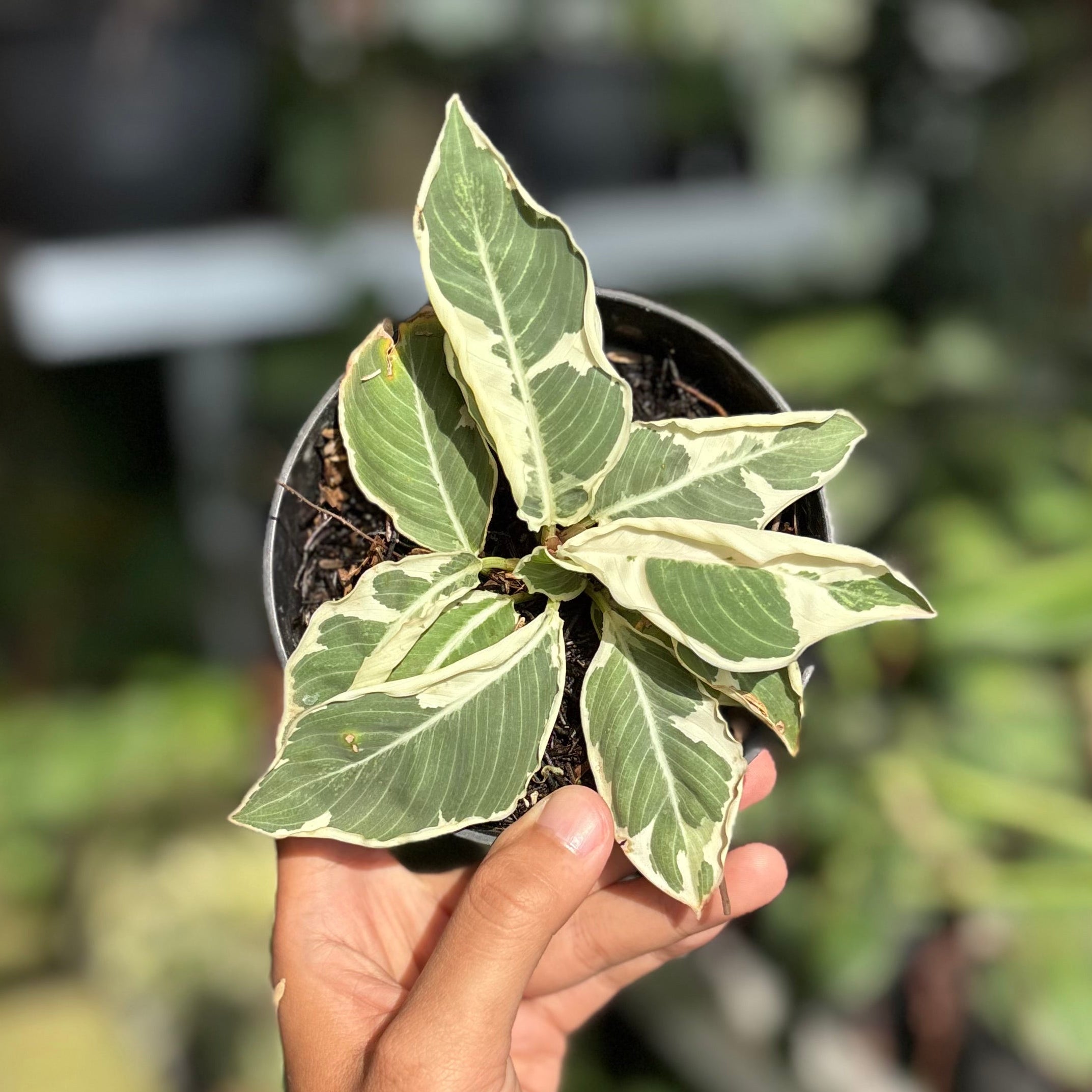 Adelonema Wallisii Variegated