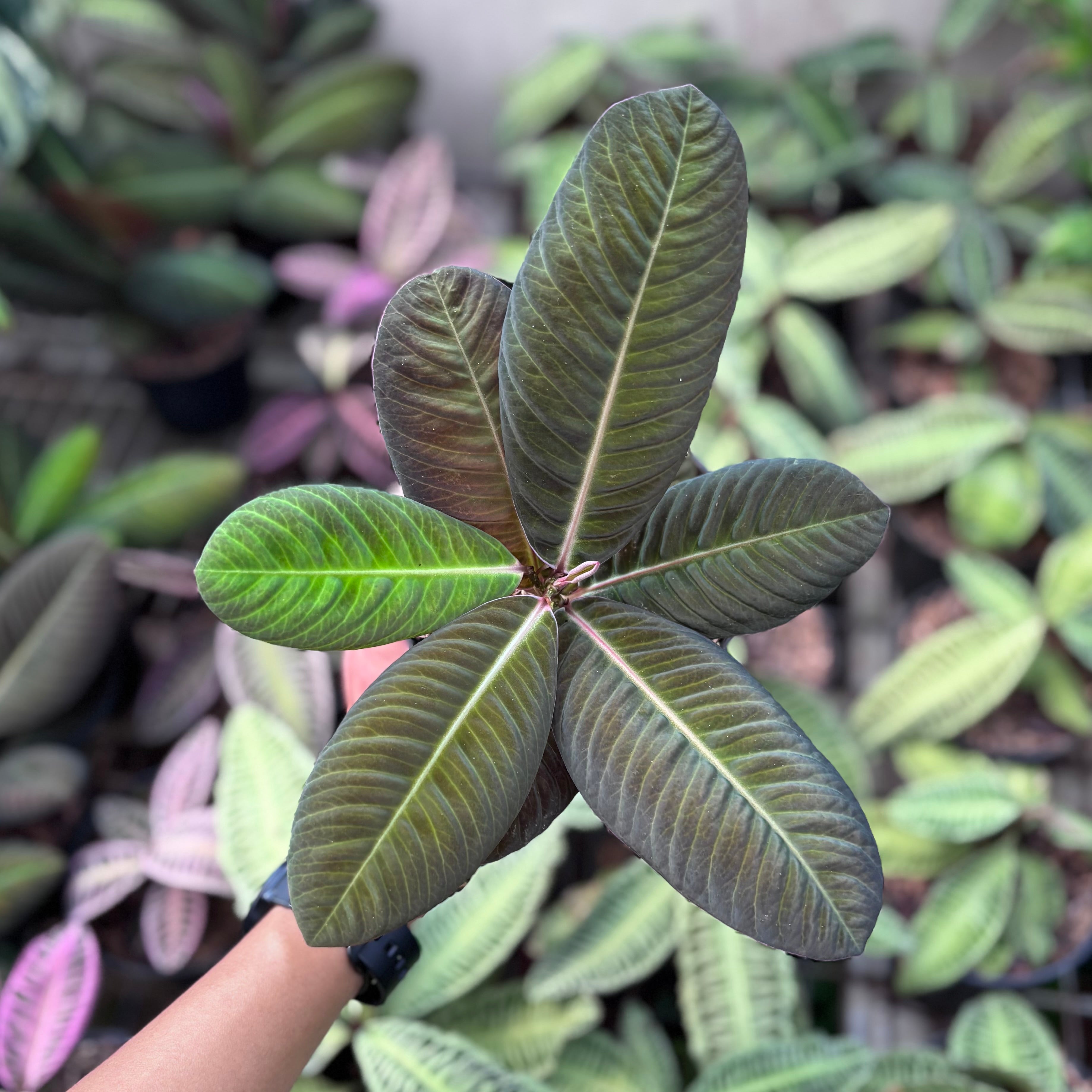 Labisia Sp Jangkang