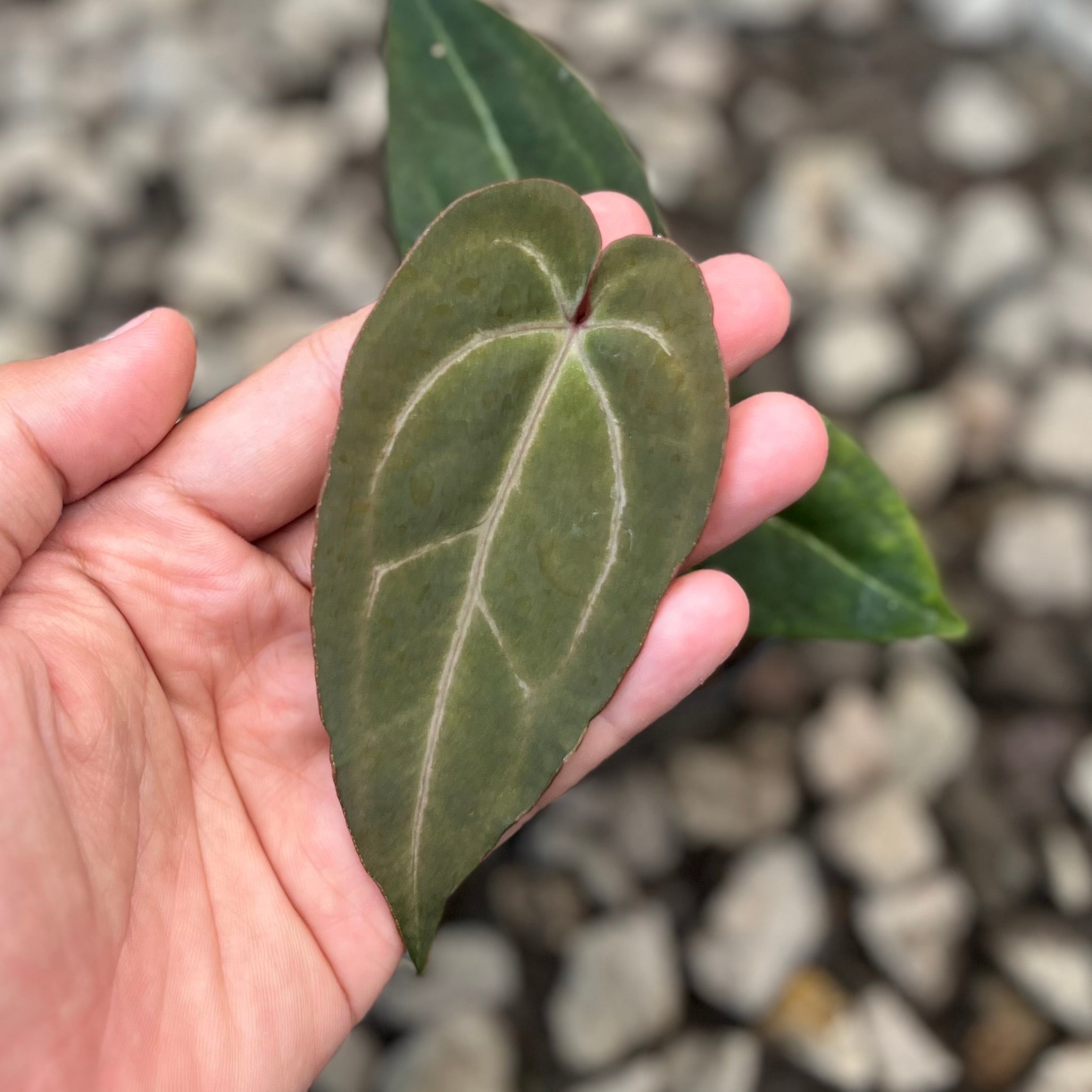 Anthurium (Dark Handsome x Redvelvet Cake) x Purple BVIT x ZM
