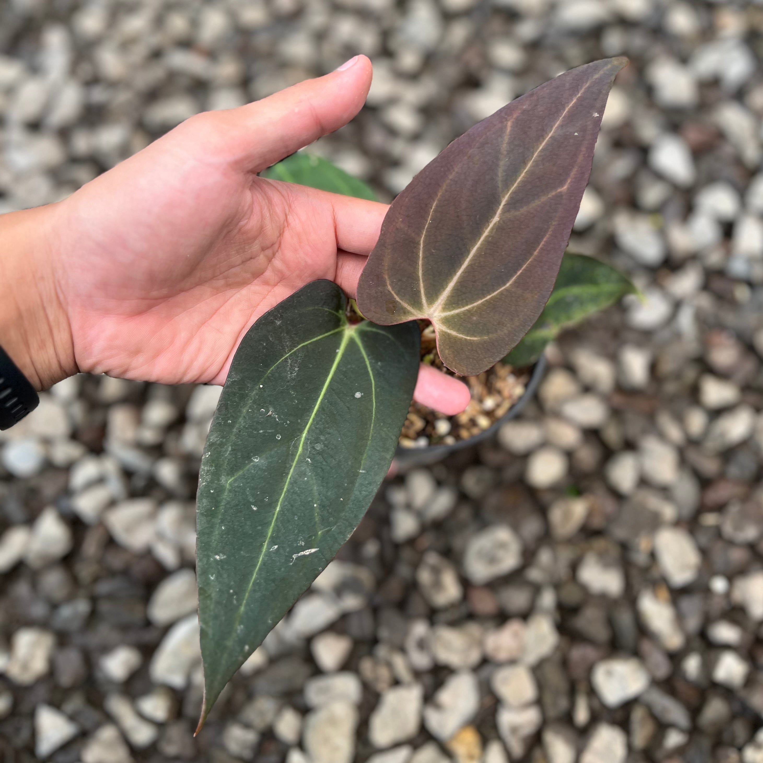 Anthurium Carla NSE x Porti NSE