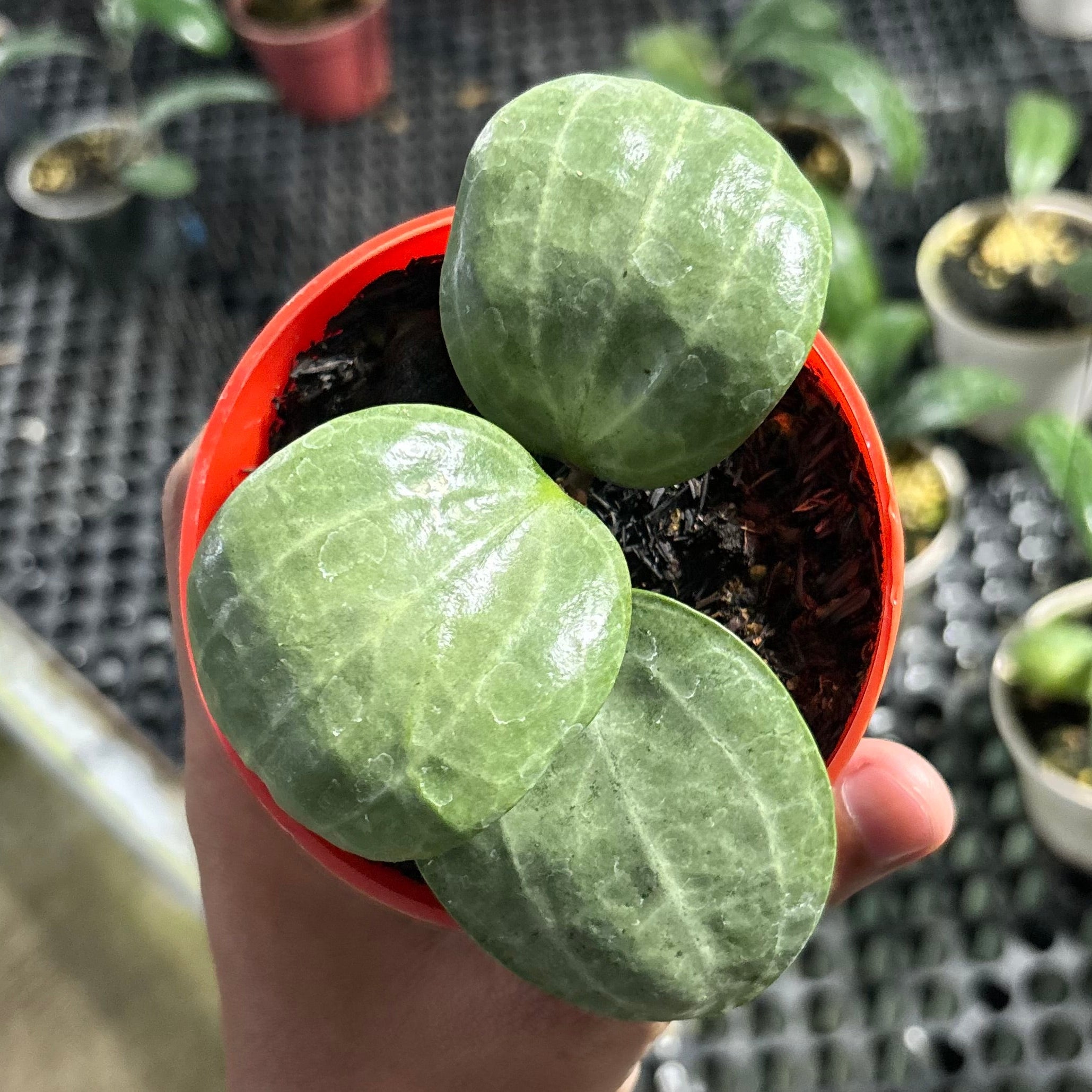 Hoya latifolia sarawak silver