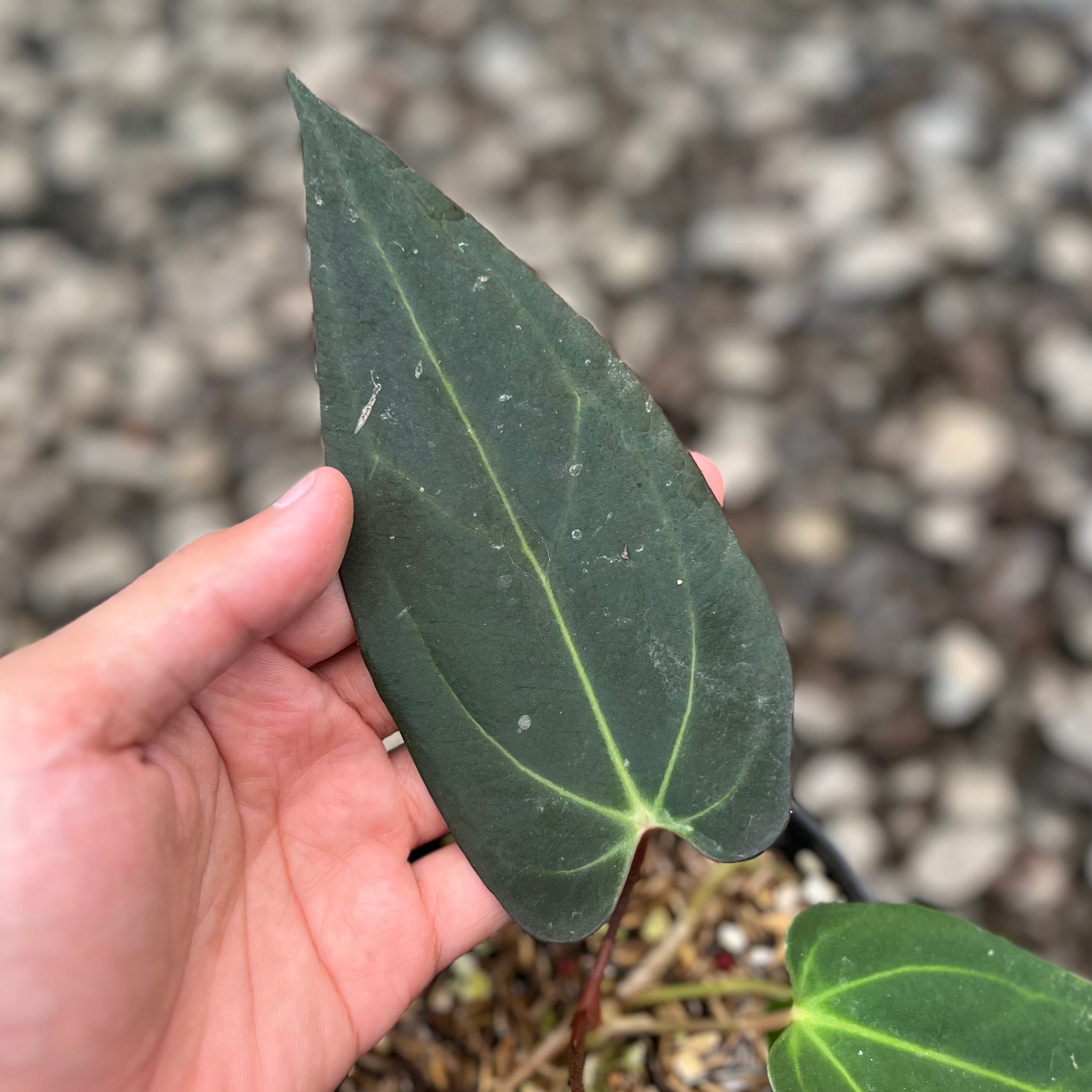 Anthurium Carla NSE x Porti NSE