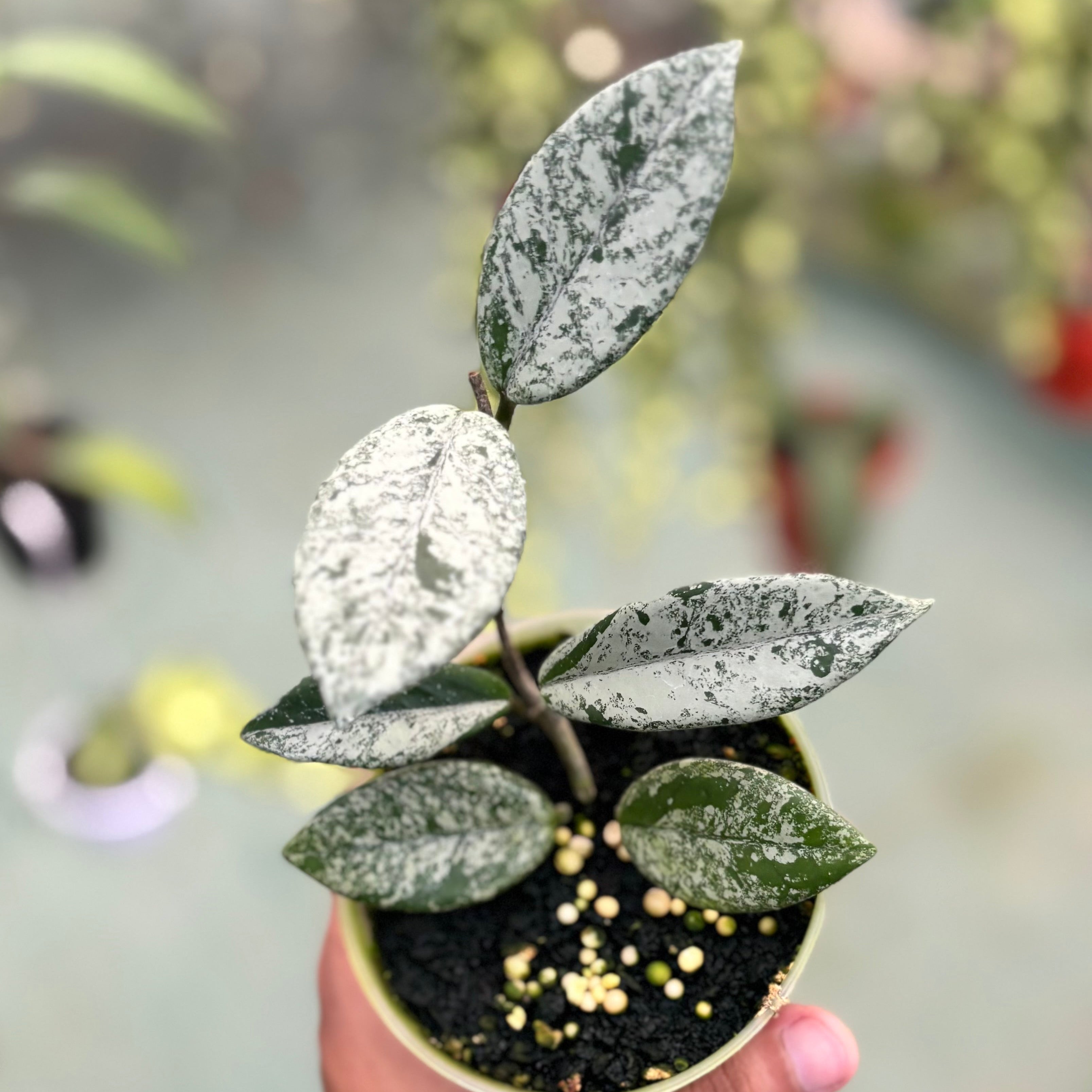 Hoya carnosa ‘stardust’