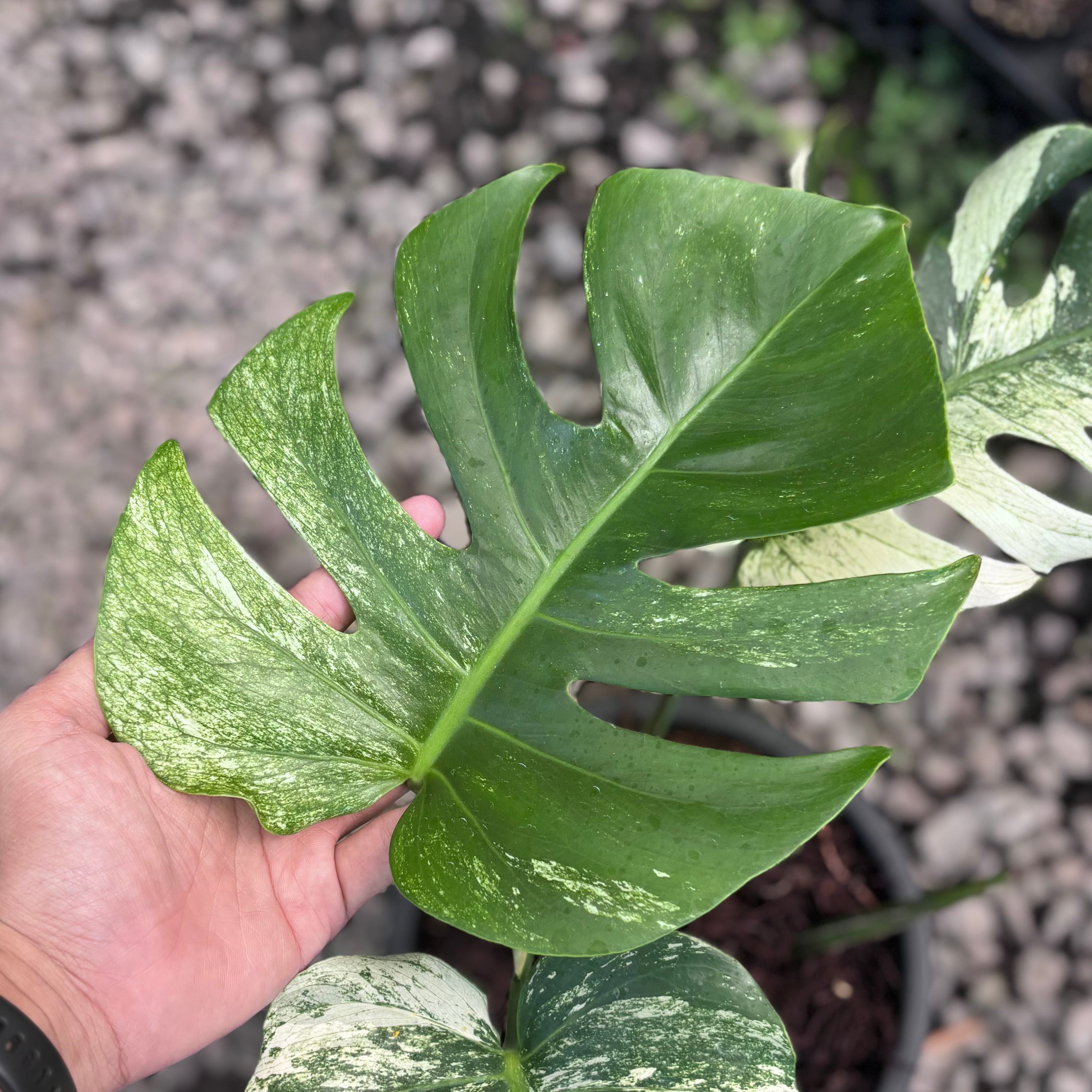 Monstera java sports