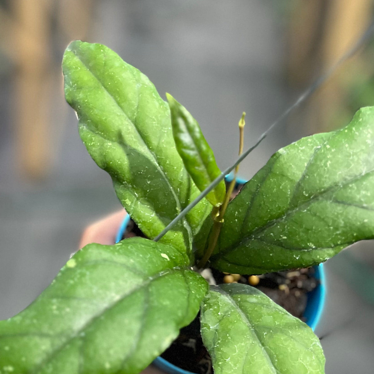Hoya sp aceh takengon x gunung gading