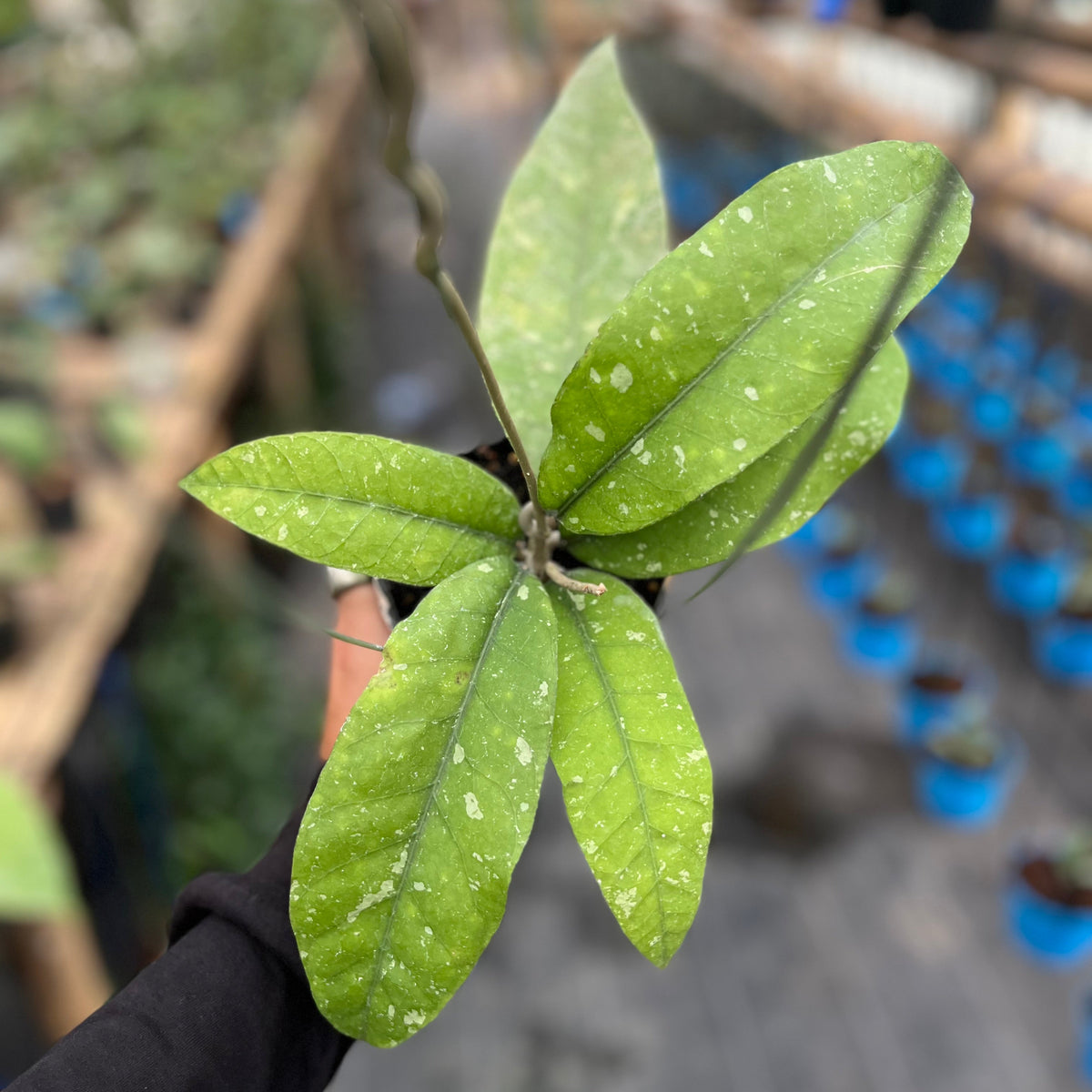 Hoya sp aceh singkil