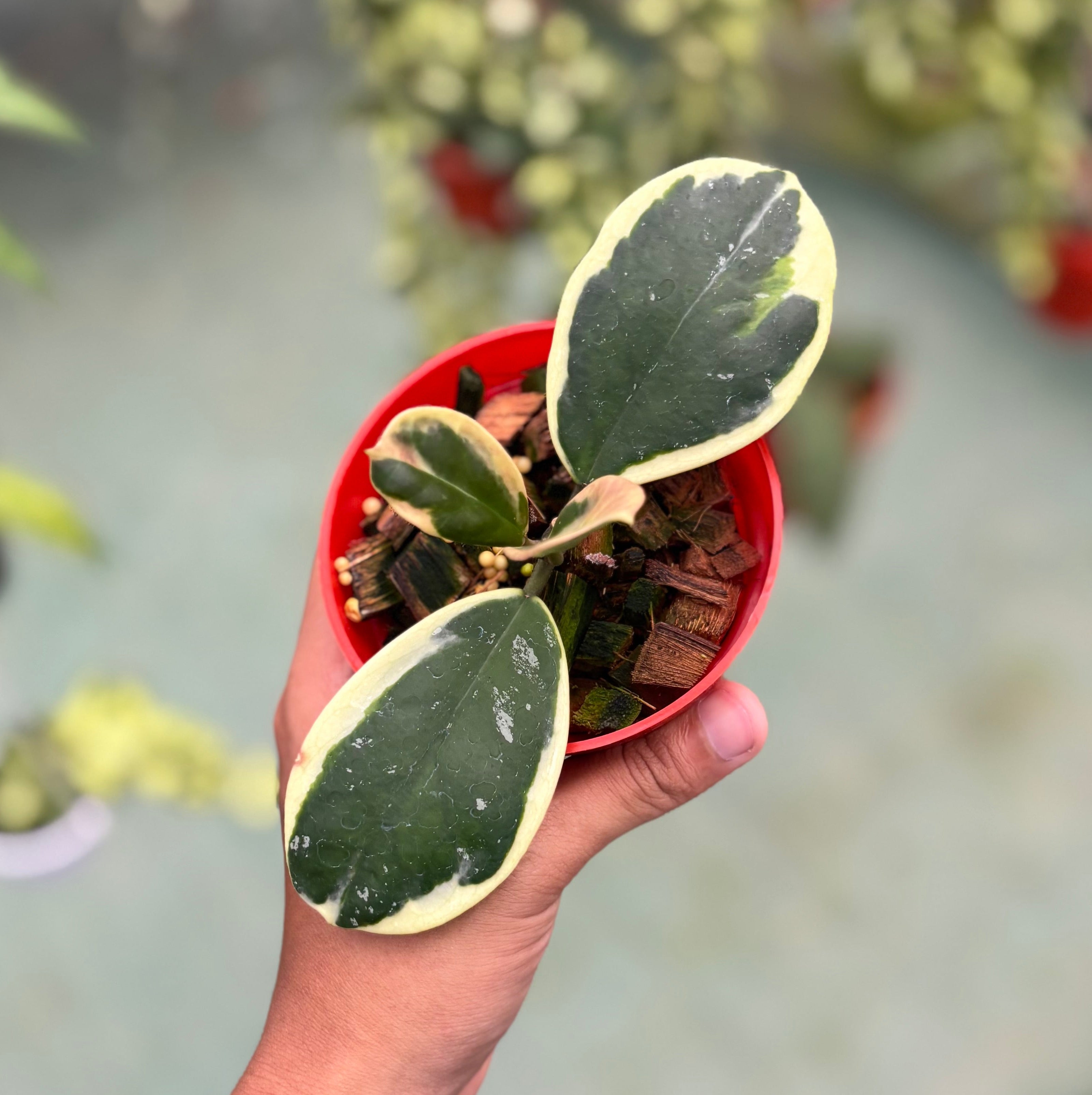 Hoya obovata albomarginata
