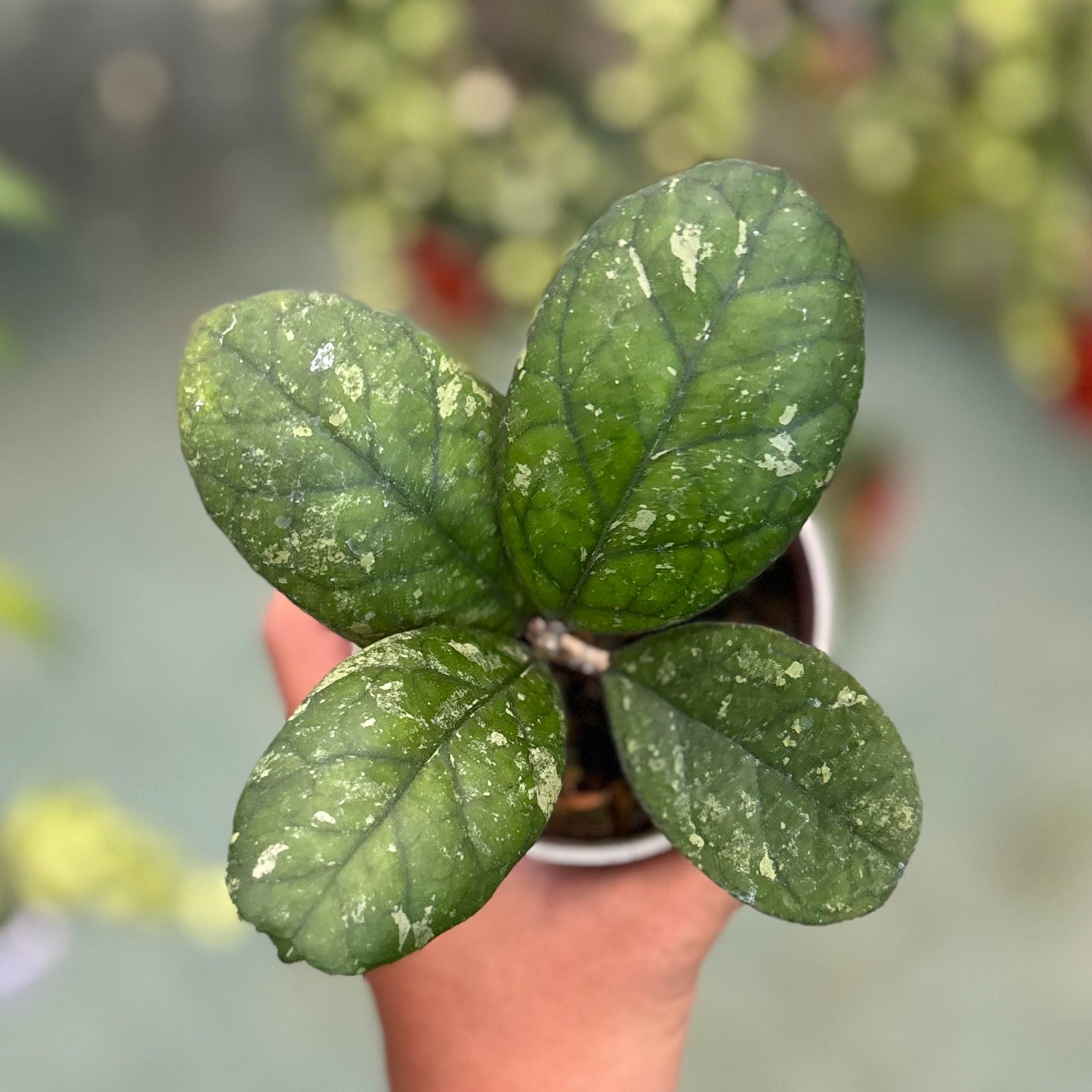 Hoya larisa