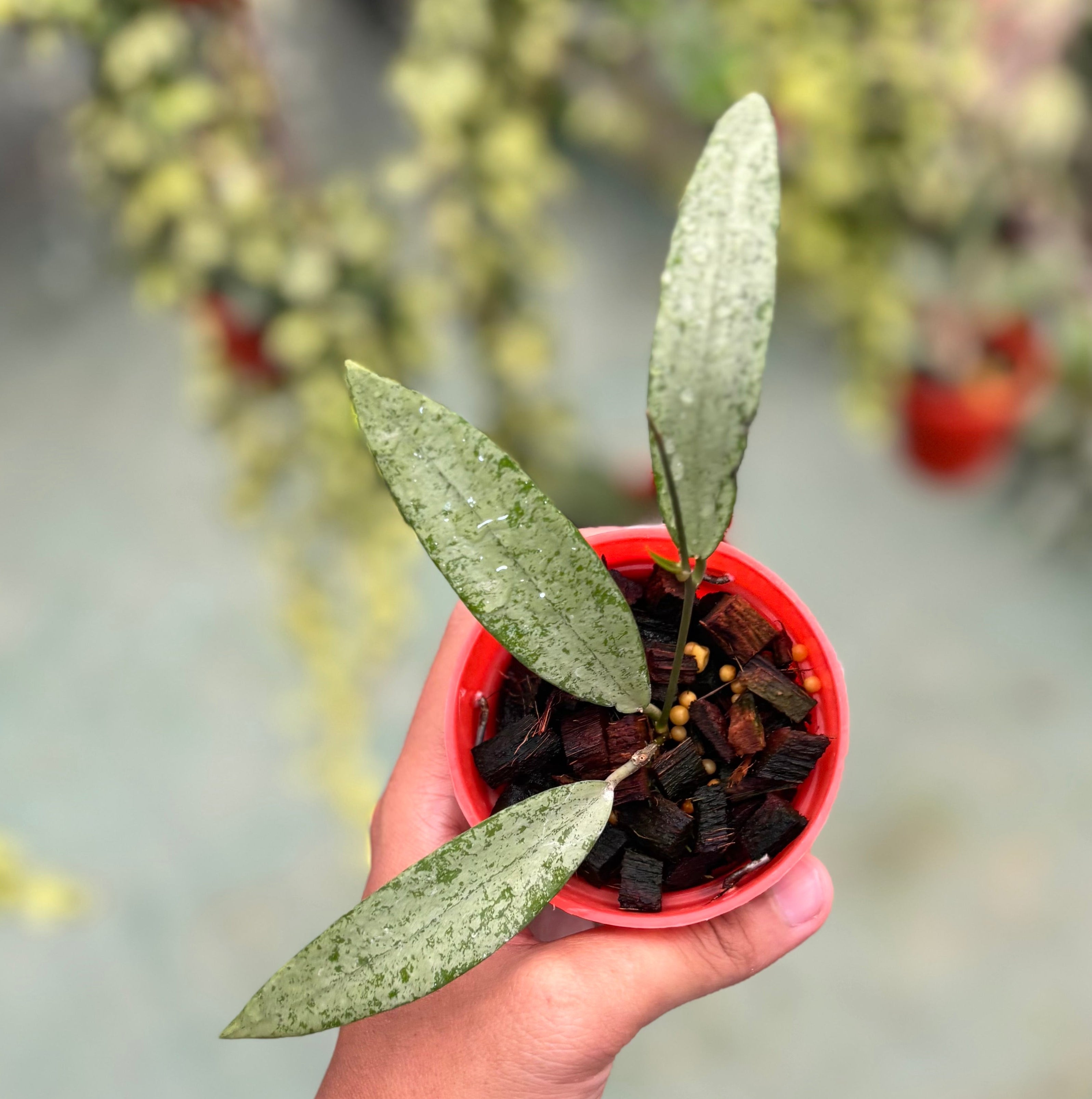 Hoya sp bengkulu silver