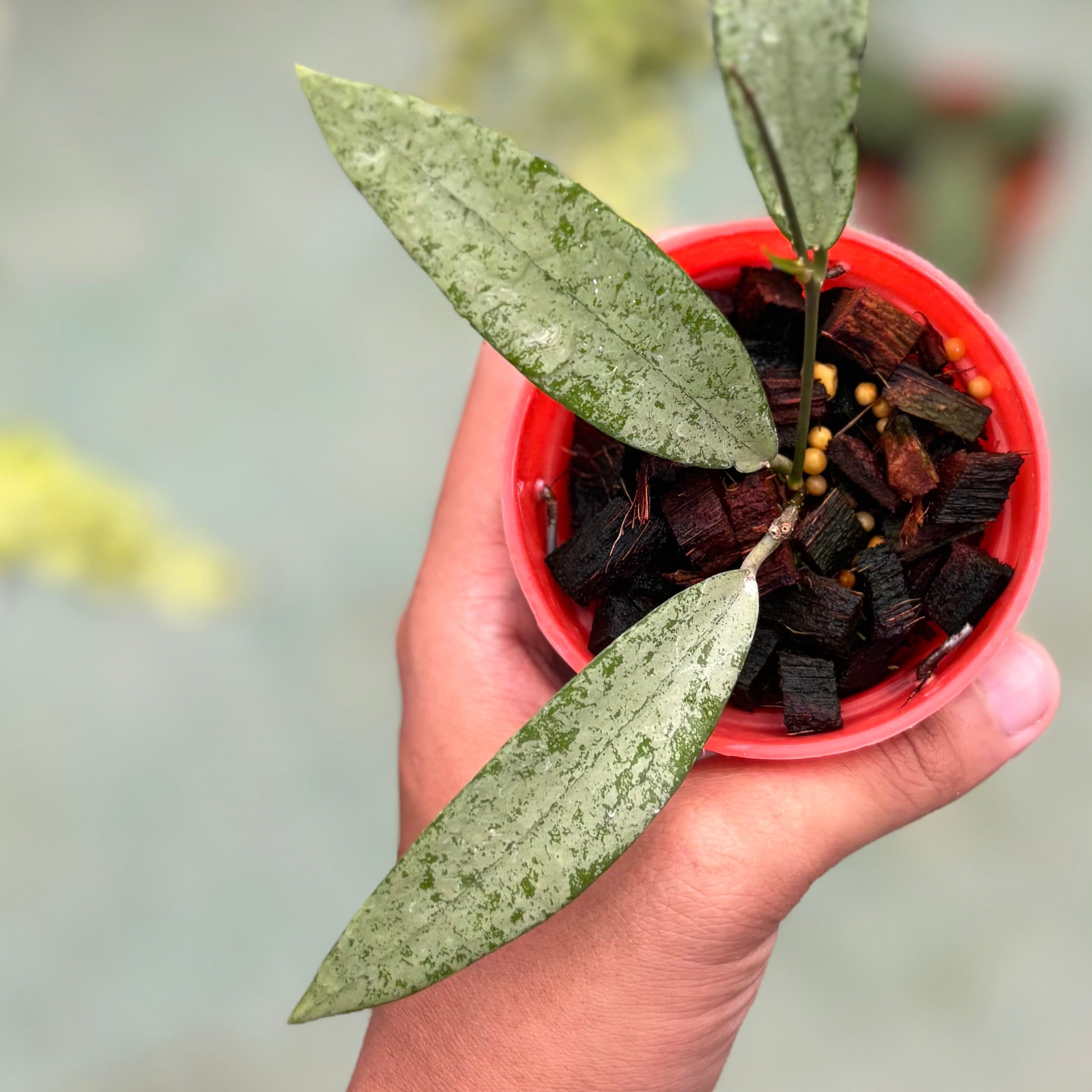 Hoya sp bengkulu silver
