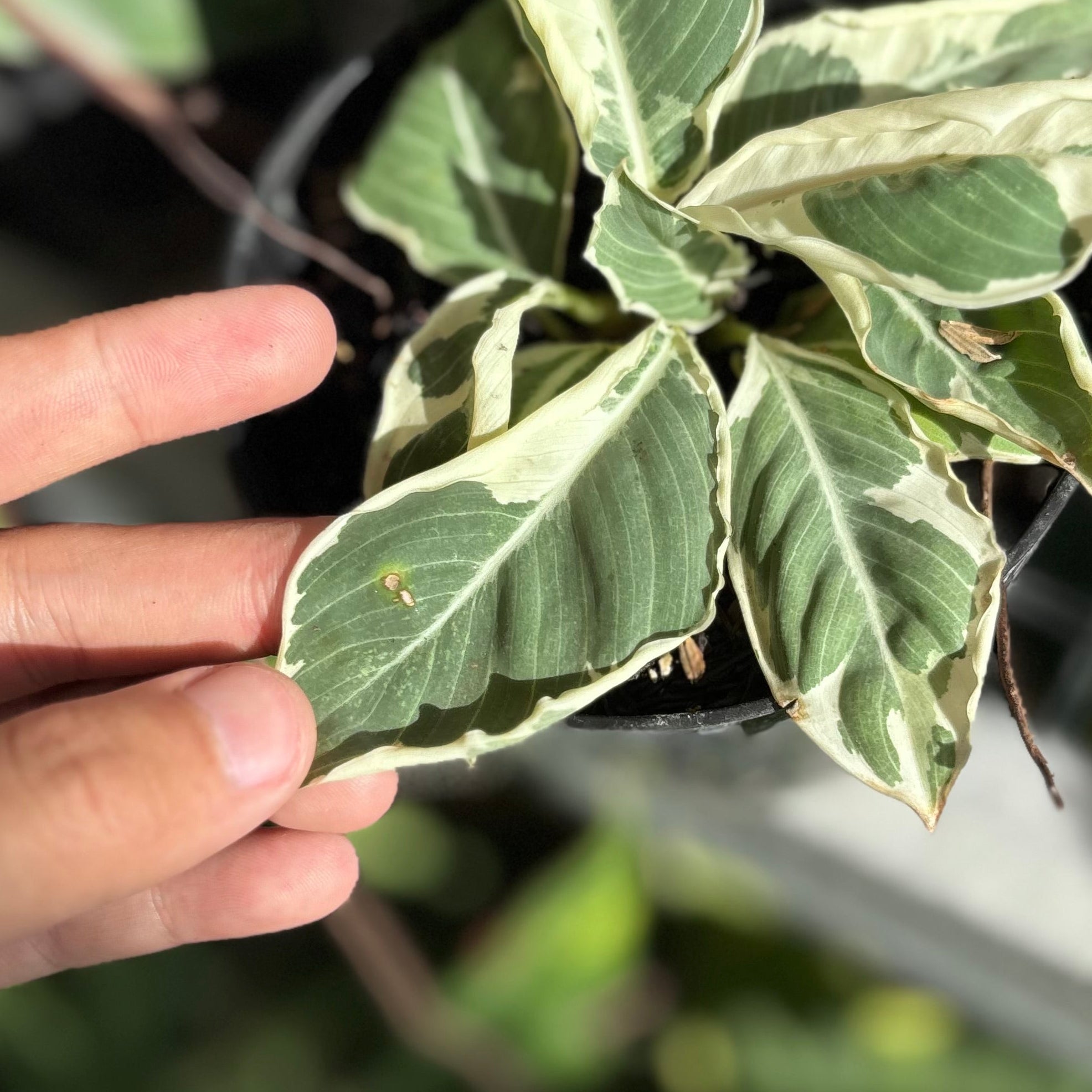 Adelonema Wallisii Variegated