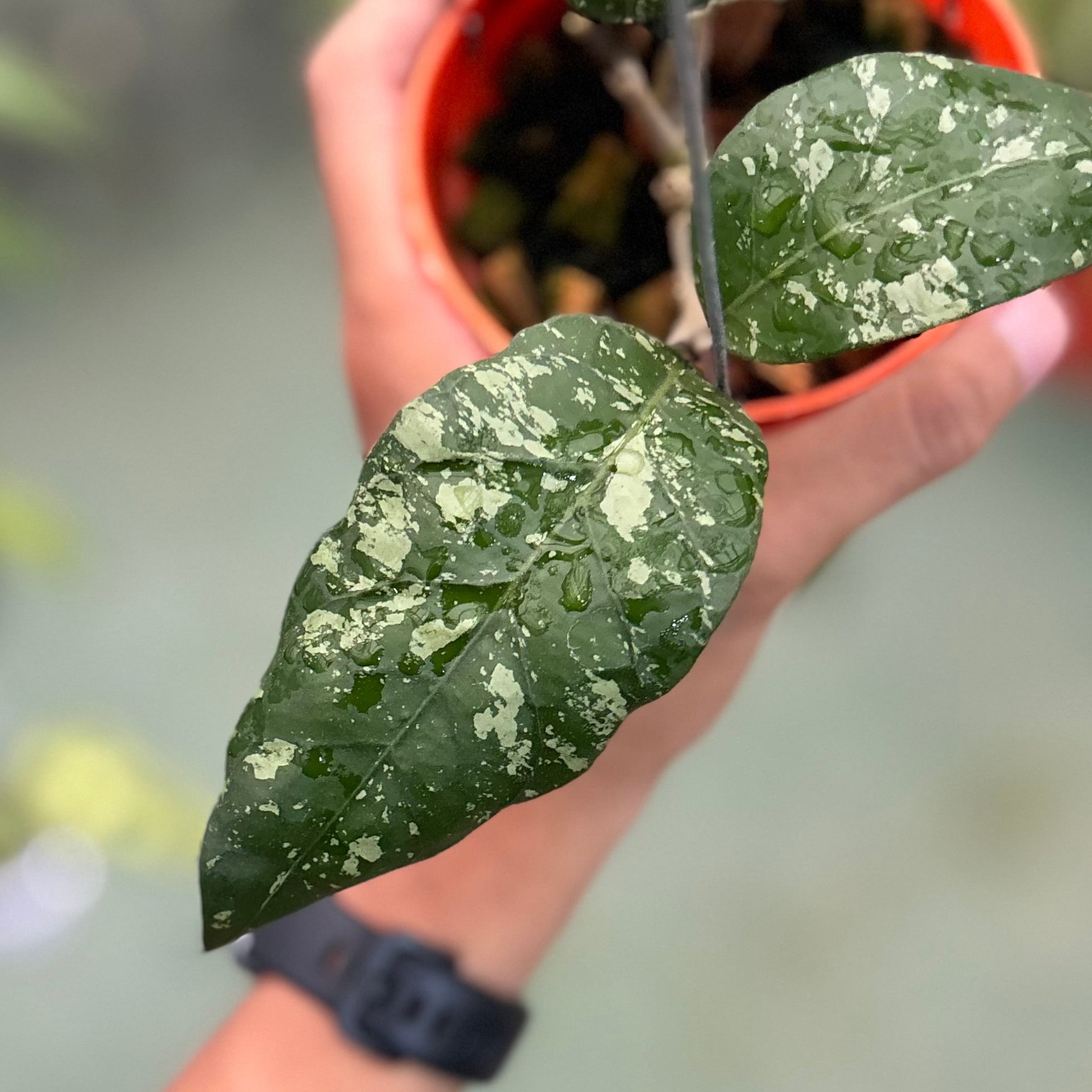Hoya sp aceh ‘mapu’
