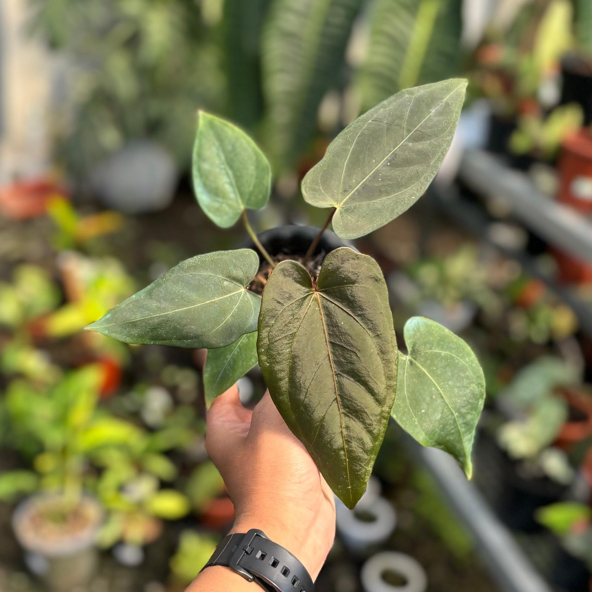 anthurium papillilaminum x regale Anthurium regale x papillilaminum blue x one