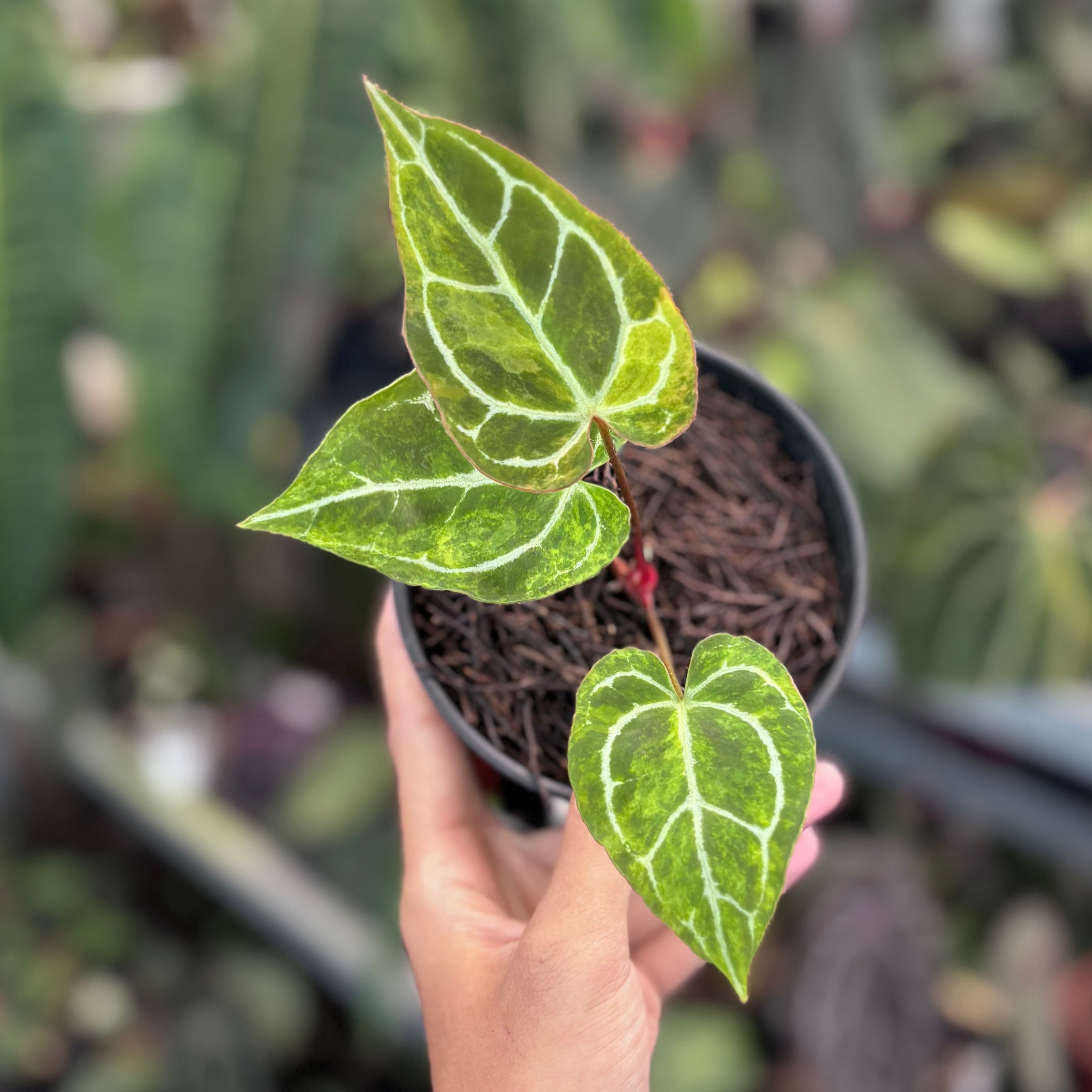 Anthurium Crystallinum Red Stem Variegated
