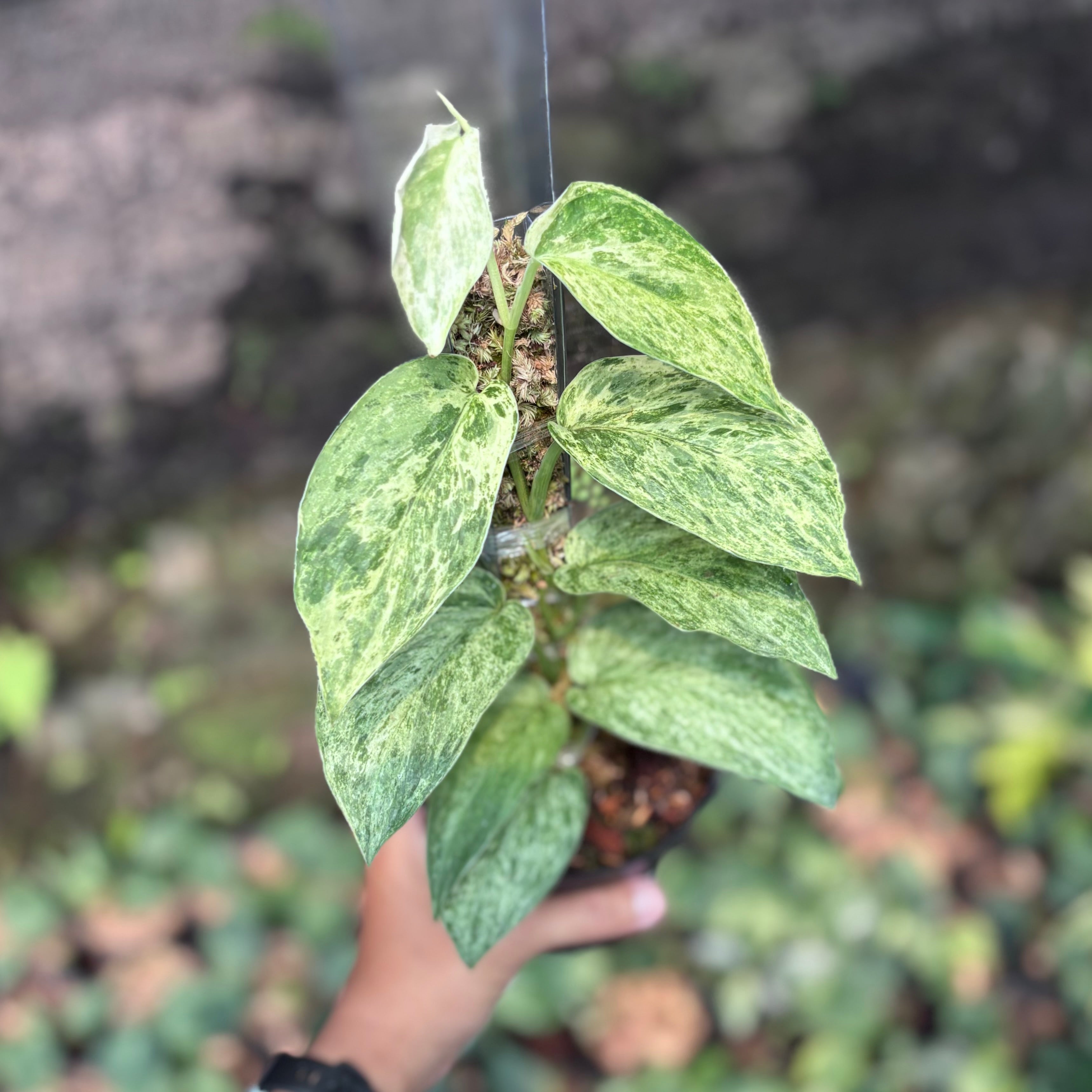 Scindapsus silver satin variegated v2 - vining