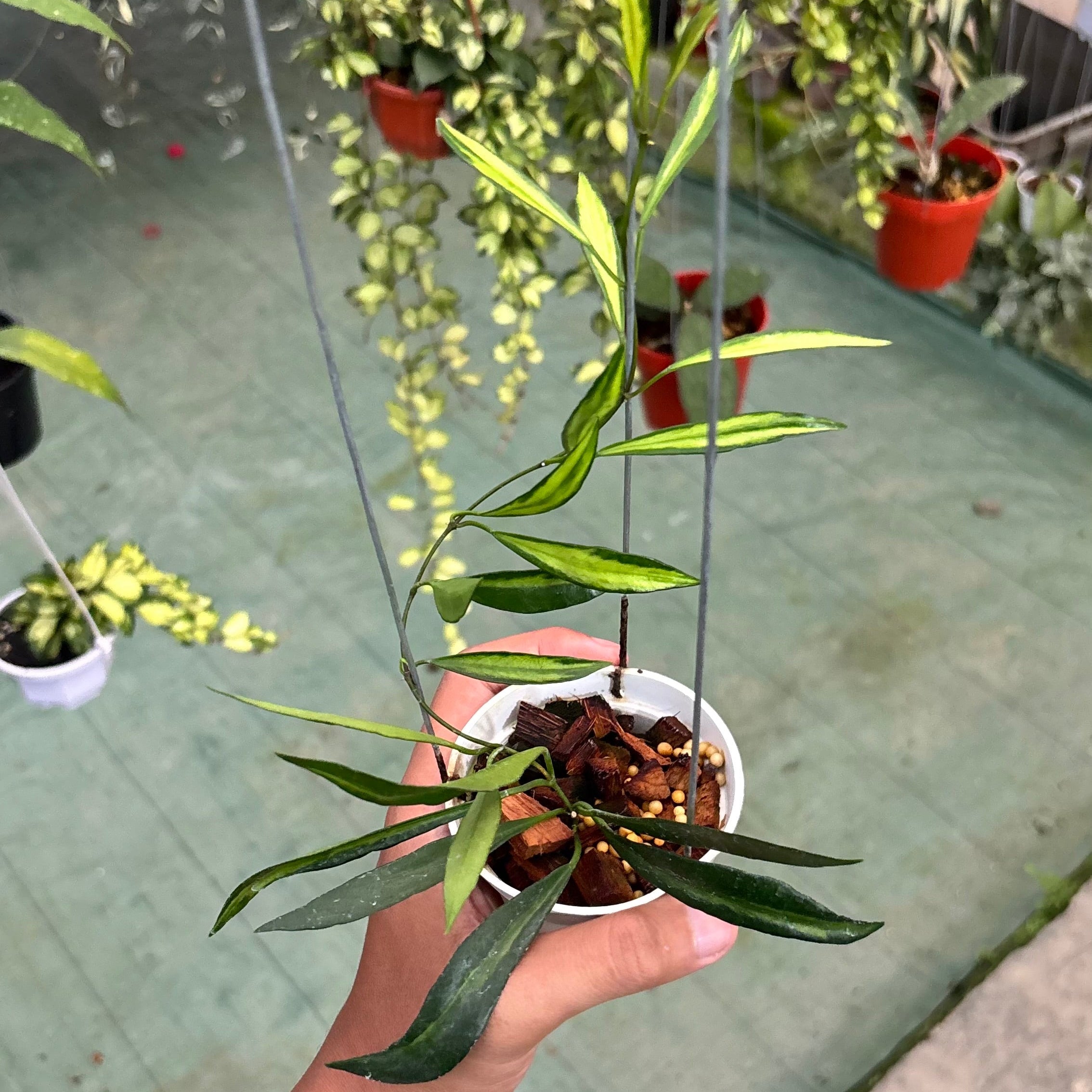 Hoya tsangii inner variegated